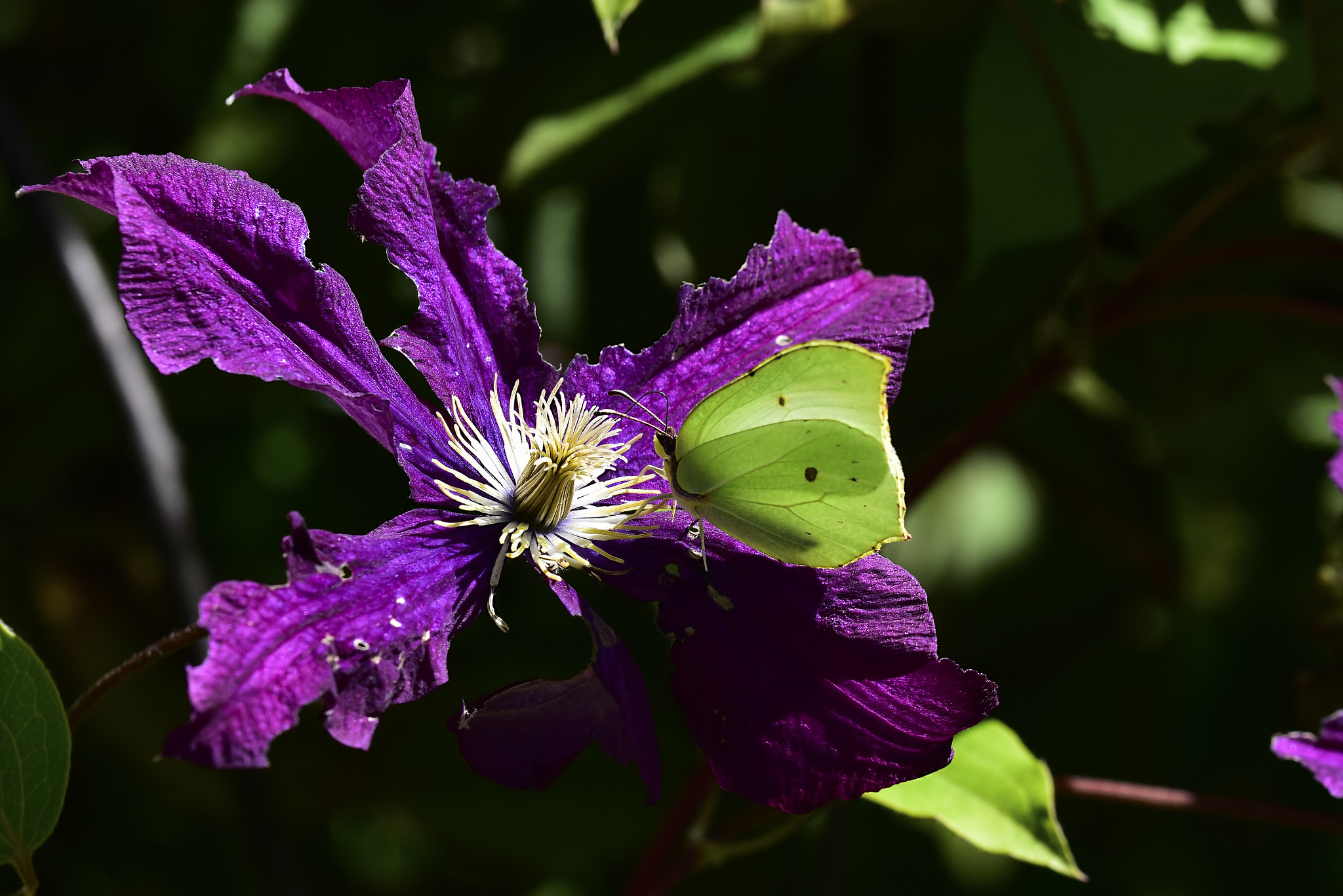 Nikon D810 + Tamron SP 90mm F2.8 Di VC USD 1:1 Macro (F004) sample photo. Clematis and bytterfly photography