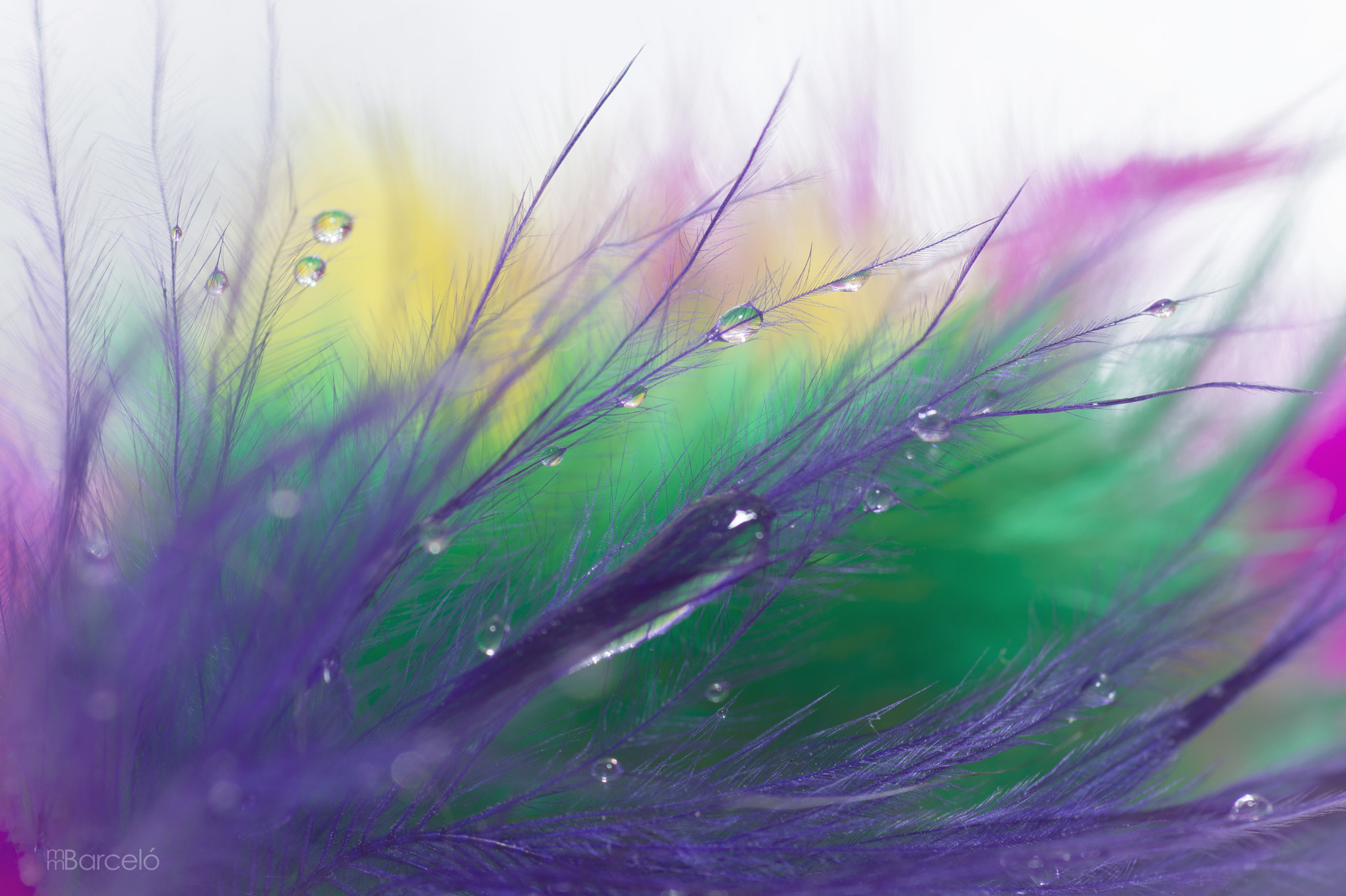 Cosina AF 100mm F3.5 Macro sample photo. Feathers photography