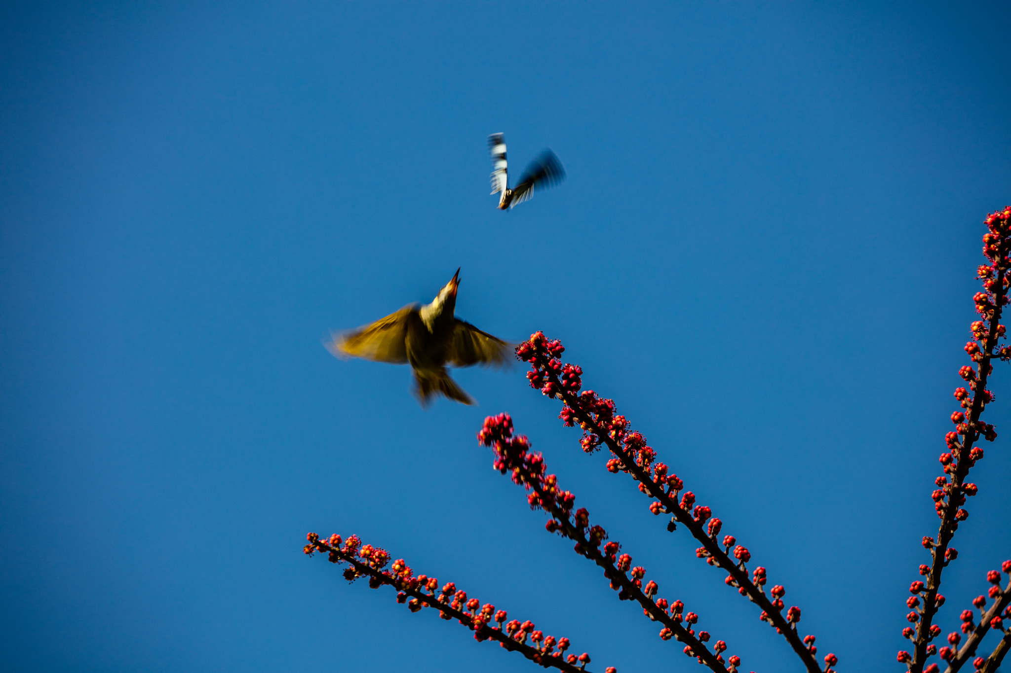 Canon EF 70-200mm F2.8L IS II USM sample photo. Dogfight photography
