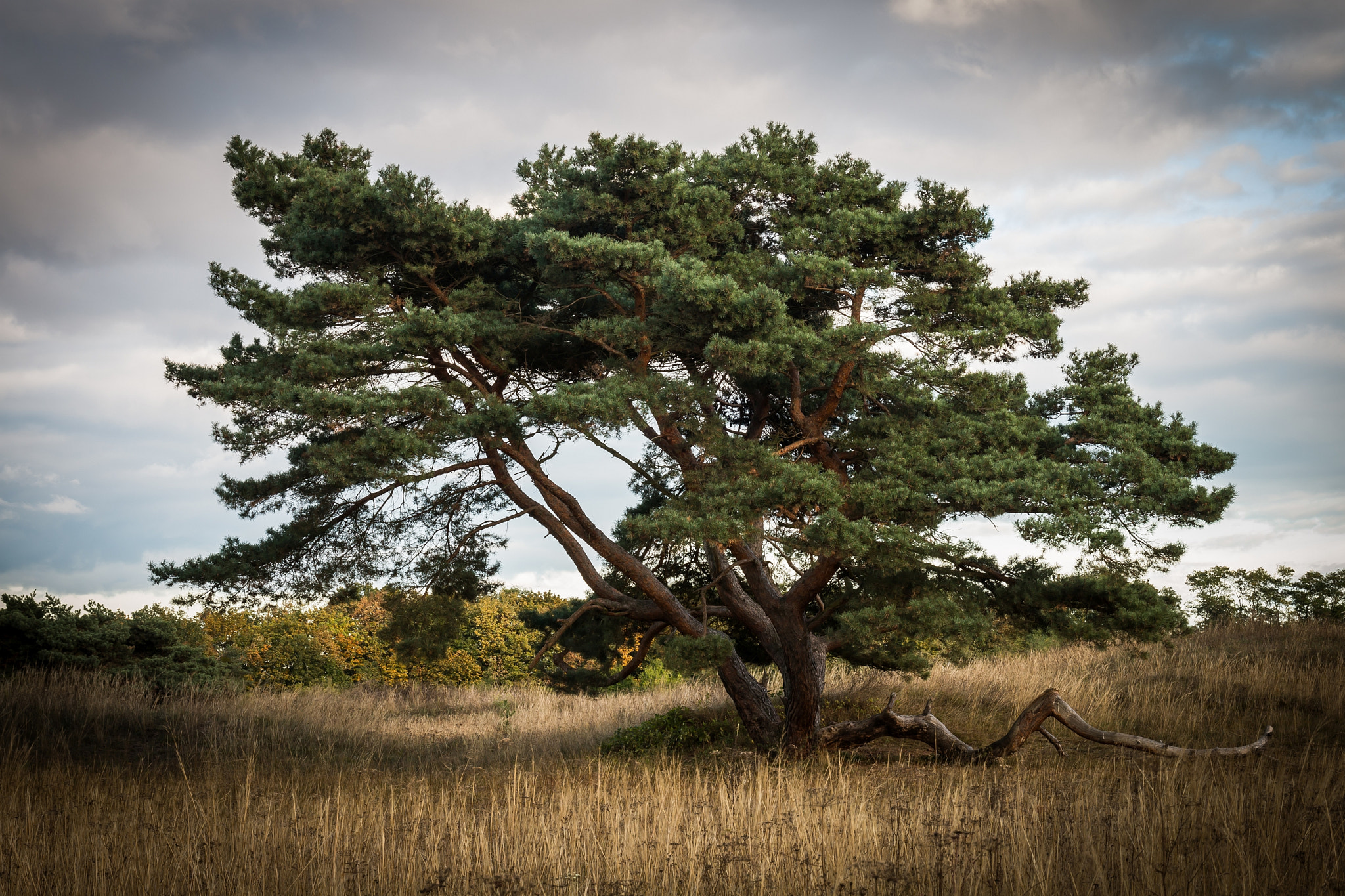 Sigma 18-200mm f/3.5-6.3 DC OS sample photo. Grosser sand vi photography