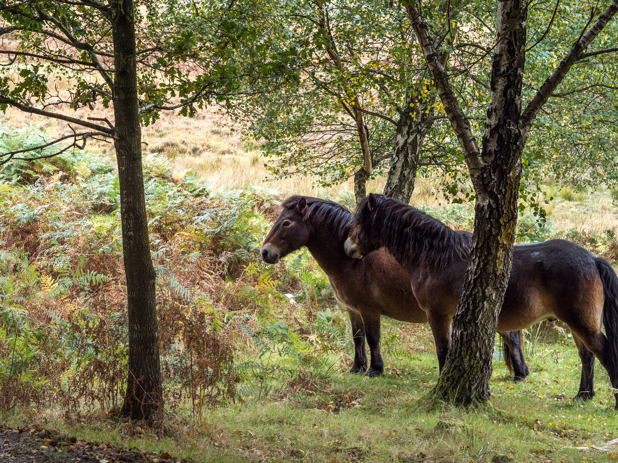 Olympus PEN-F + Olympus M.Zuiko Digital 45mm F1.8 sample photo. Exmoor ponies in the  ashdown forest in autumn photography