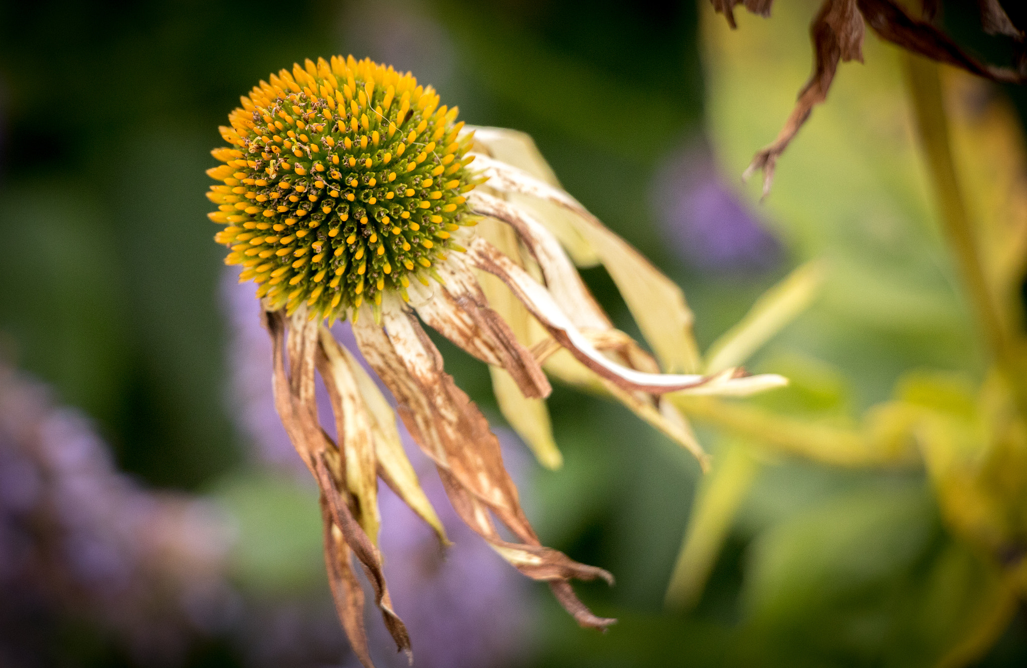 Canon EOS 760D (EOS Rebel T6s / EOS 8000D) sample photo. Bye photography