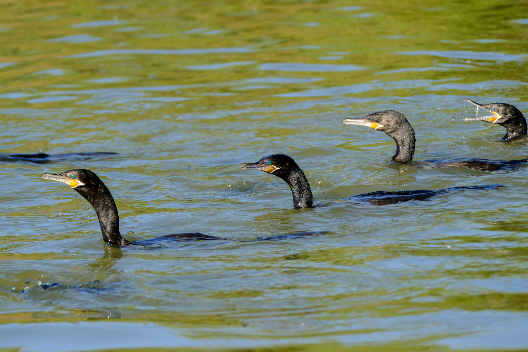 XF100-400mmF4.5-5.6 R LM OIS WR + 1.4x sample photo. Herding fish photography