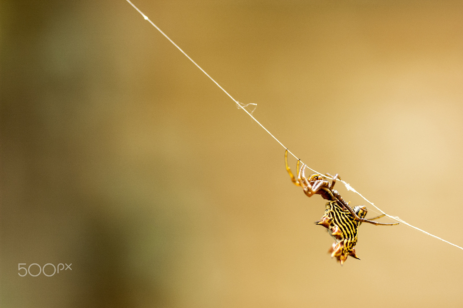 Nikon D70 + Sigma 50mm F2.8 EX DG Macro sample photo. Spider on its own way photography