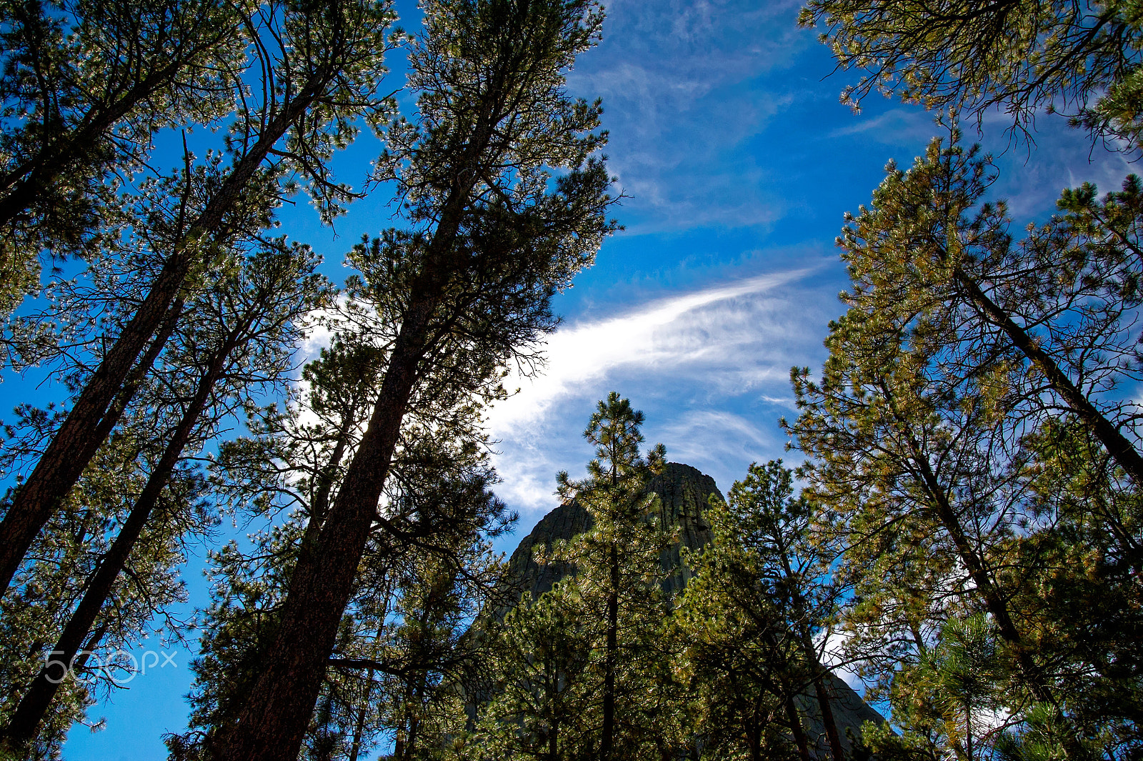 Nikon D3S sample photo. Up to the sky photography
