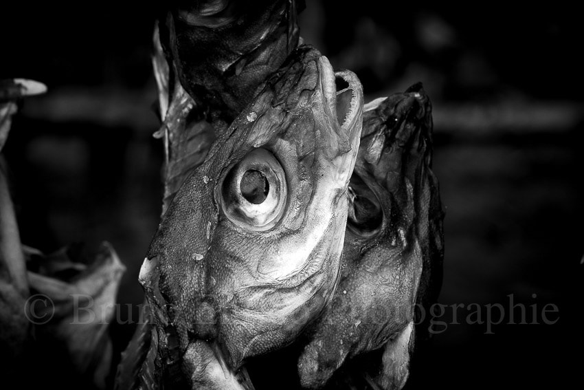Sony SLT-A77 + Minolta AF 100mm F2.8 Macro [New] sample photo. Fishhead in black photography