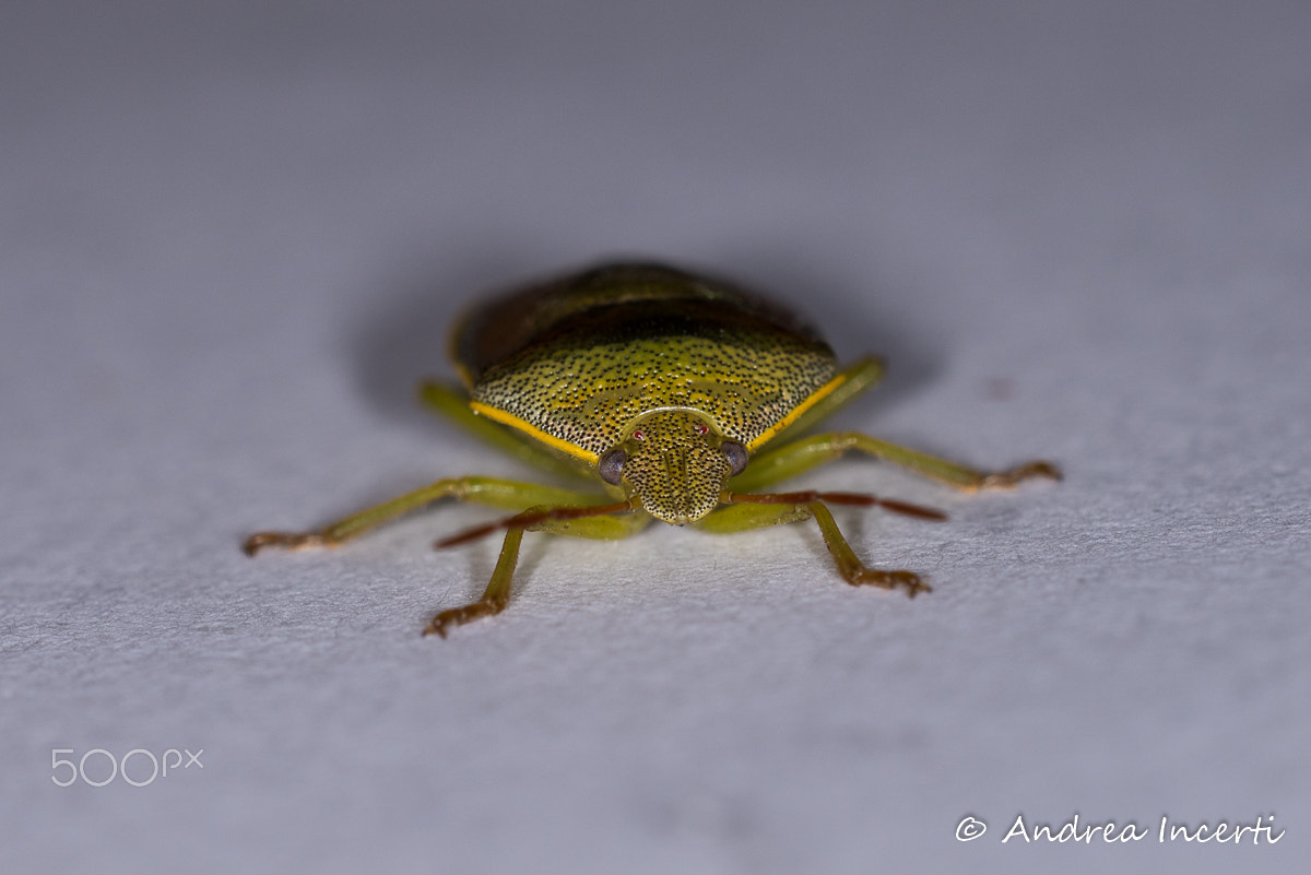 Sigma 150mm F2.8 EX DG OS Macro HSM sample photo. Bedbug photography