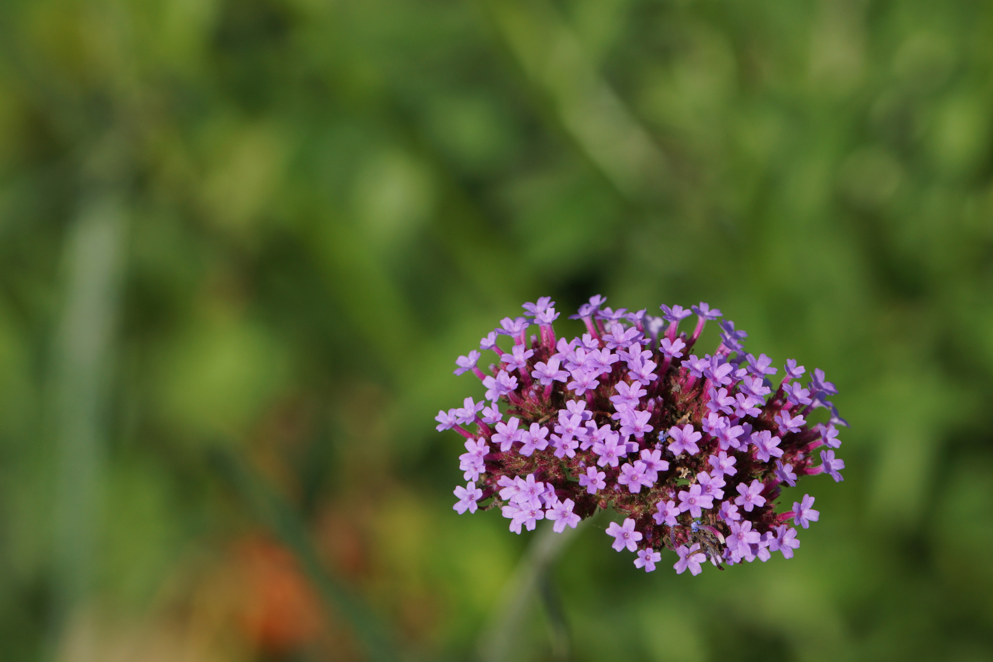 Sony SLT-A77 + Sony 70-400mm F4-5.6 G SSM sample photo. Purple photography