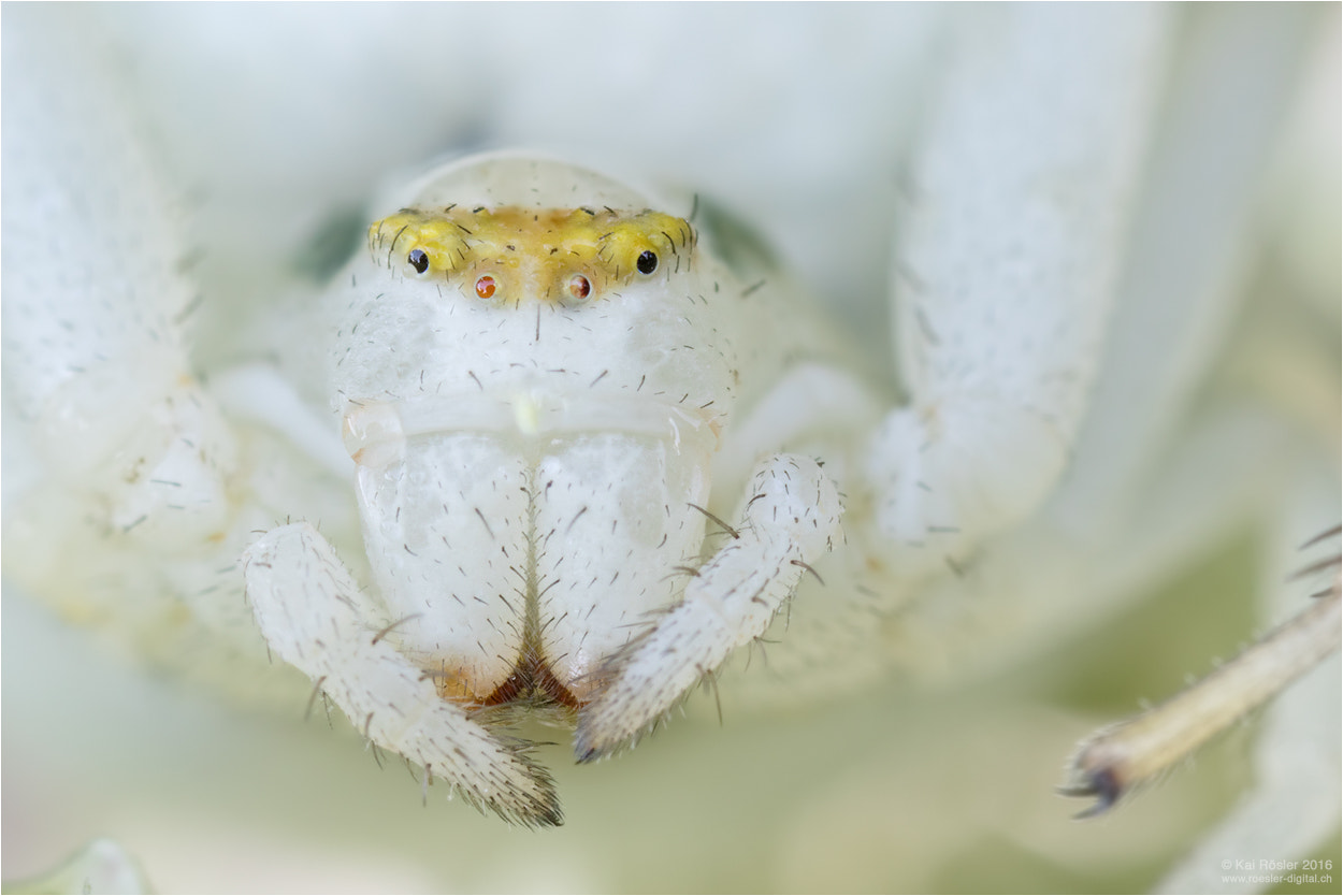 Canon MP-E 65mm F2.5 1-5x Macro Photo sample photo. Crab spider photography