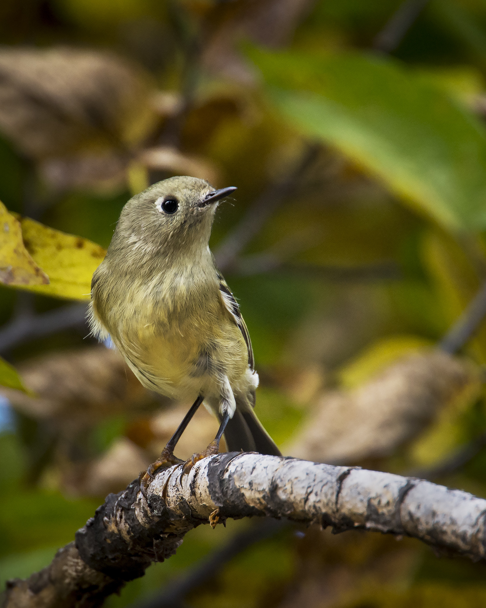 Nikon Nikkor AF-S 300mm F4E PF ED VR sample photo. Ruby-crowned kinglet photography