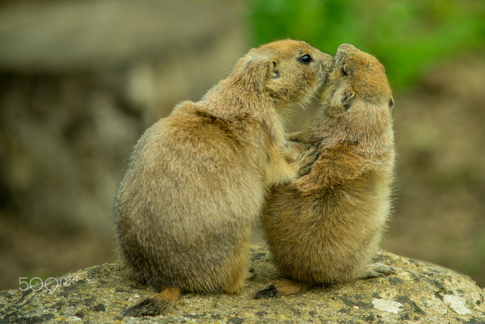 Minolta AF 70-210mm F4 Macro sample photo. A couple of prairie dogs photography