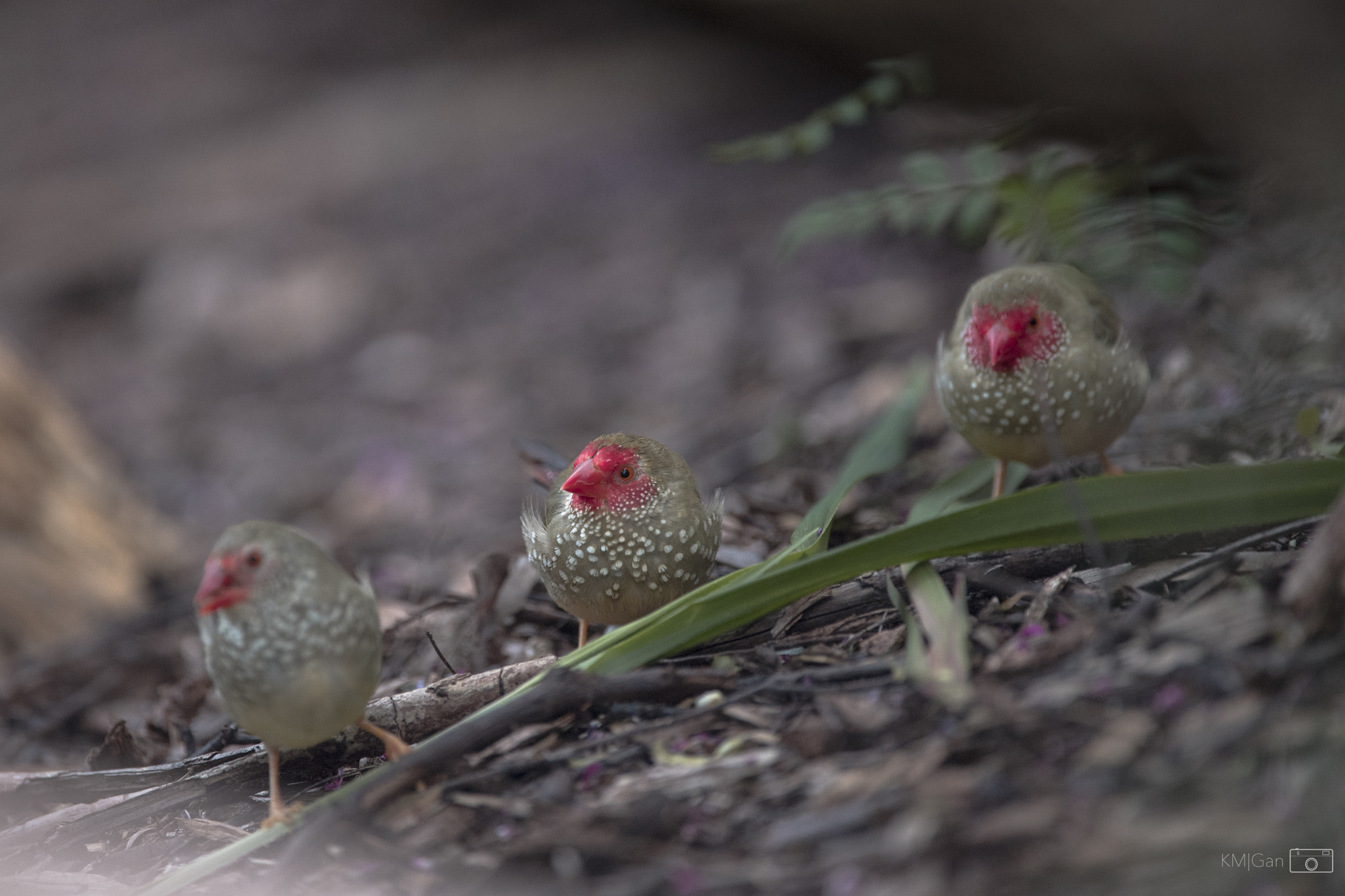 Nikon Nikkor AF-S 300mm F4E PF ED VR sample photo. Red-browed finch photography
