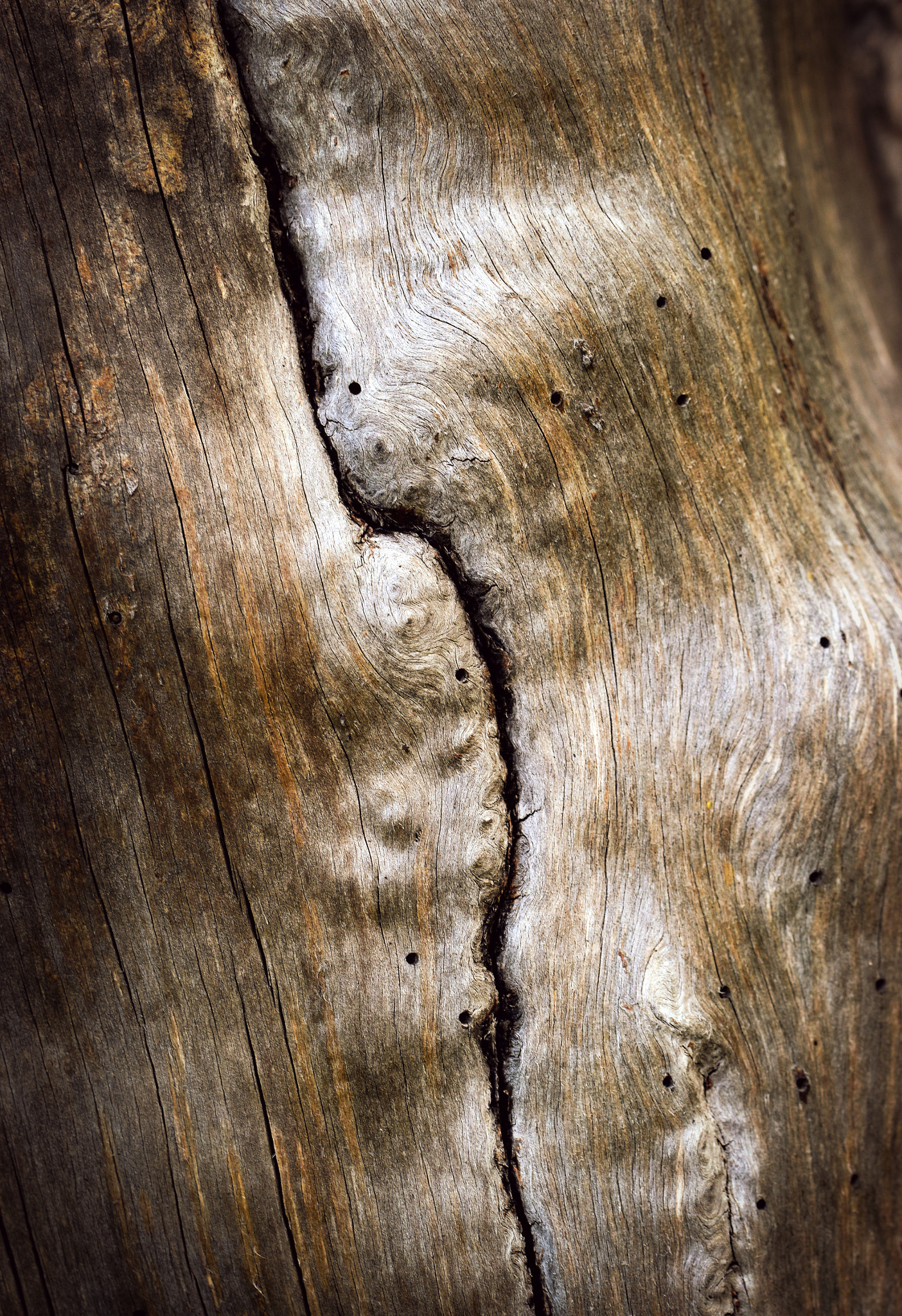 Nikon D5500 + Tamron SP 90mm F2.8 Di VC USD 1:1 Macro (F004) sample photo. Vertical crack on an old twig photography