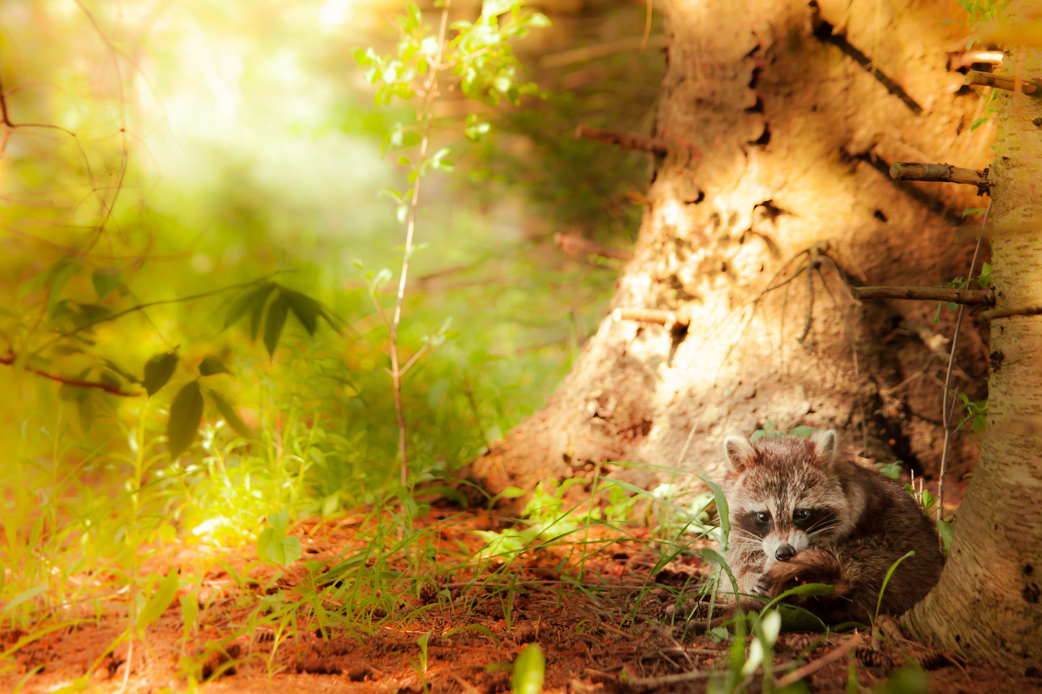 Canon EF 70-200mm F4L IS USM sample photo. Once upon a ... a raccoon <3 photography