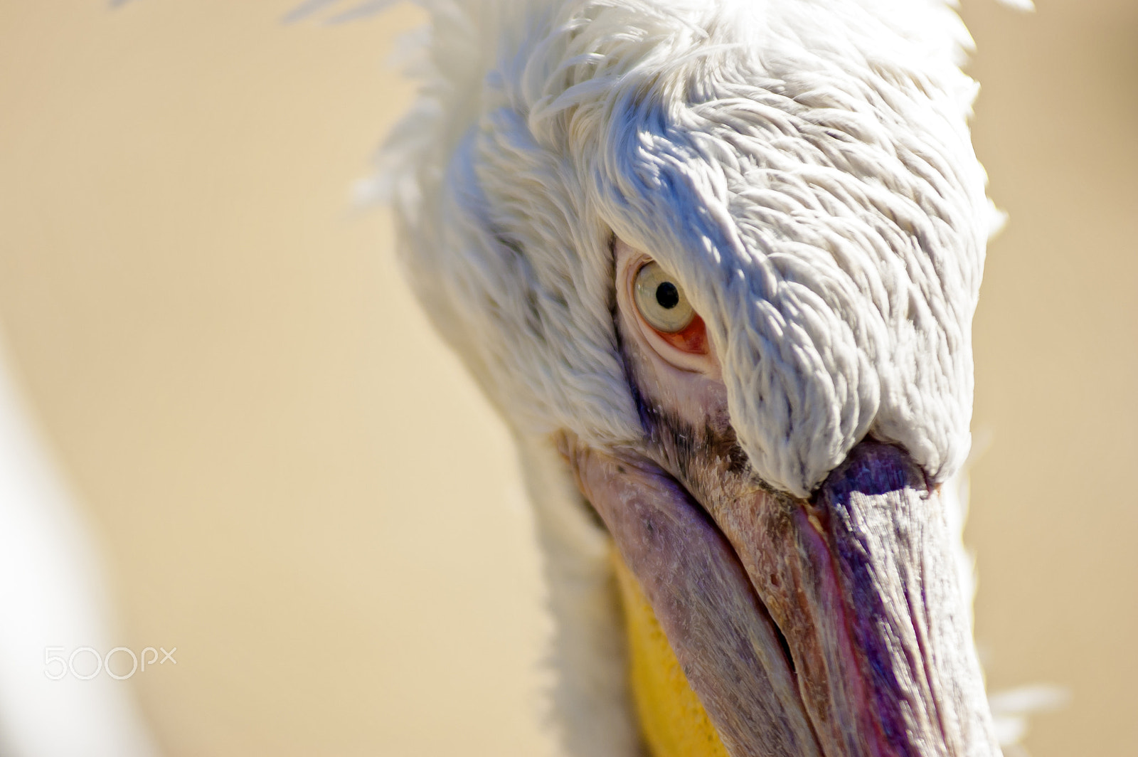 Nikon D70 sample photo. Pelicans evil eye photography