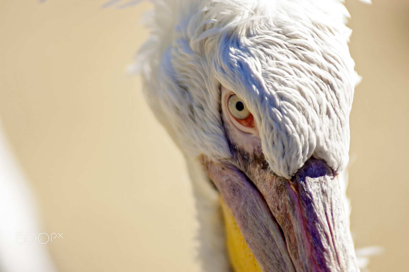 AF Zoom-Nikkor 80-200mm f/2.8 ED sample photo. Pelicans evil eye photography
