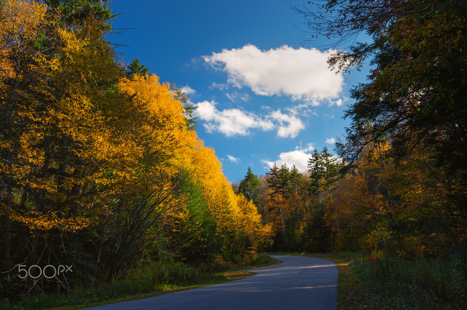 Pentax K-3 II sample photo. The path of gold photography