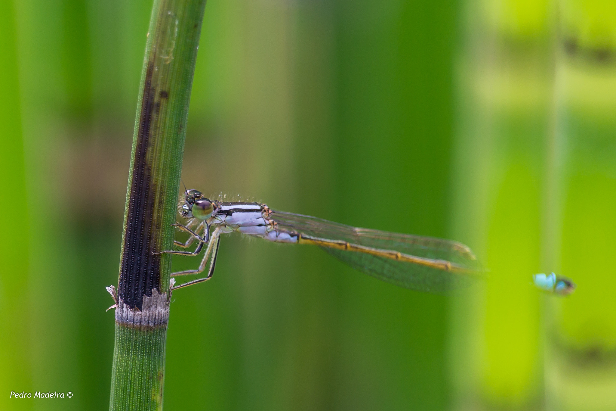 Canon EF-S 55-250mm F4-5.6 IS STM sample photo. Blue dragonfly photography