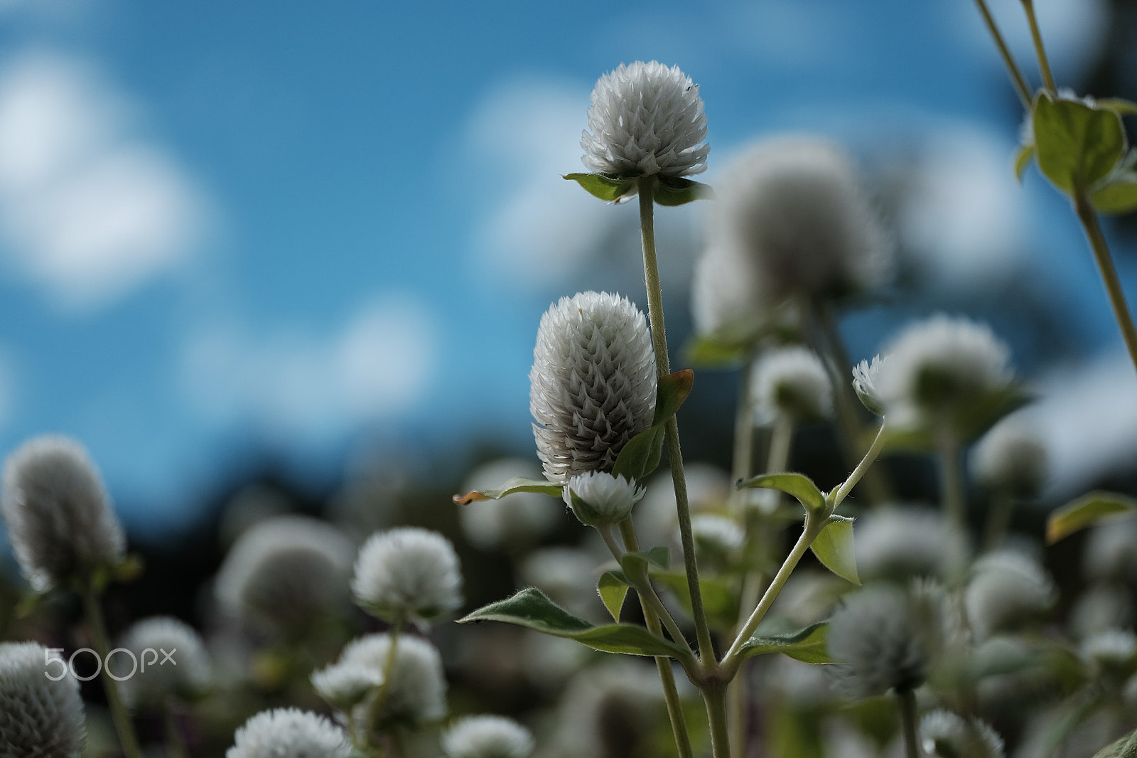 ZEISS Touit 50mm F2.8 sample photo. Autumn flowers photography