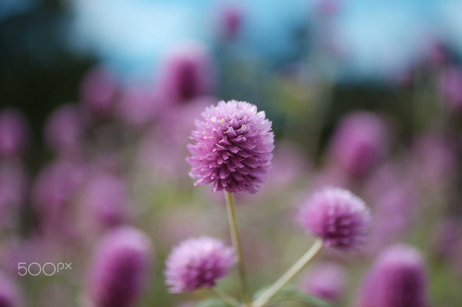 ZEISS Touit 50mm F2.8 sample photo. Autumn flowers photography