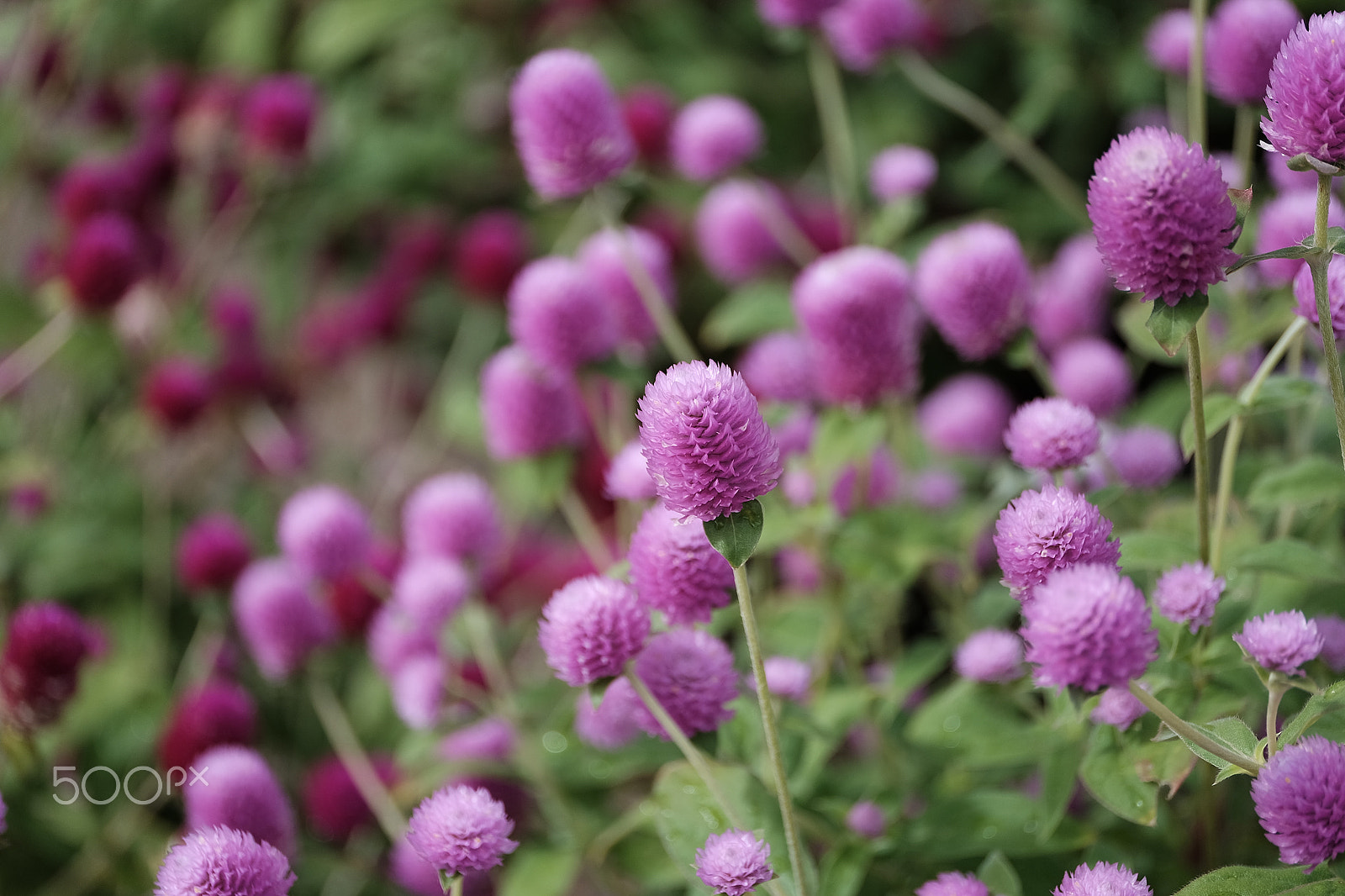 ZEISS Touit 50mm F2.8 sample photo. Autumn flowers photography