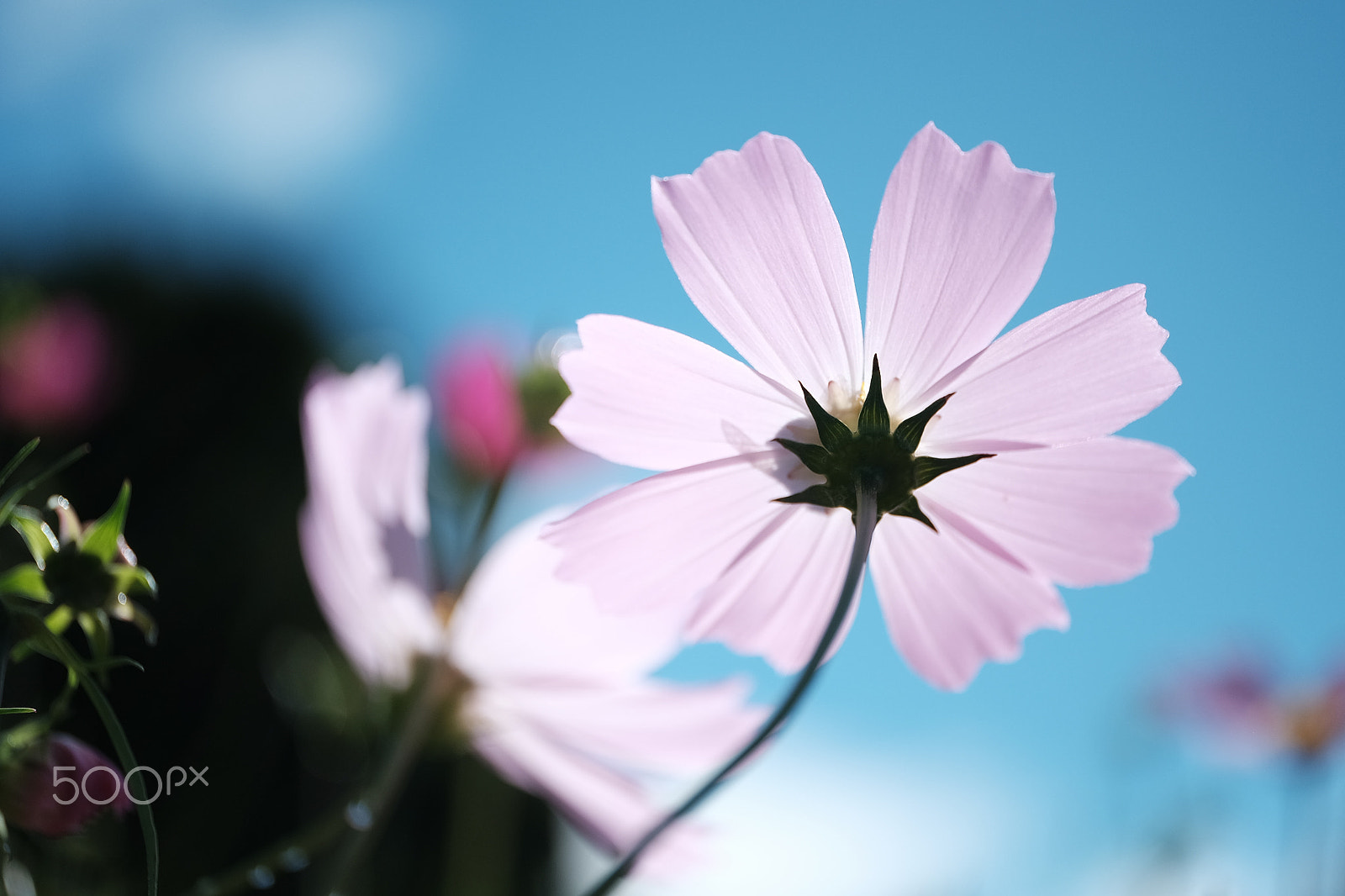 Fujifilm X-E2 + ZEISS Touit 50mm F2.8 sample photo. Autumn flowers photography