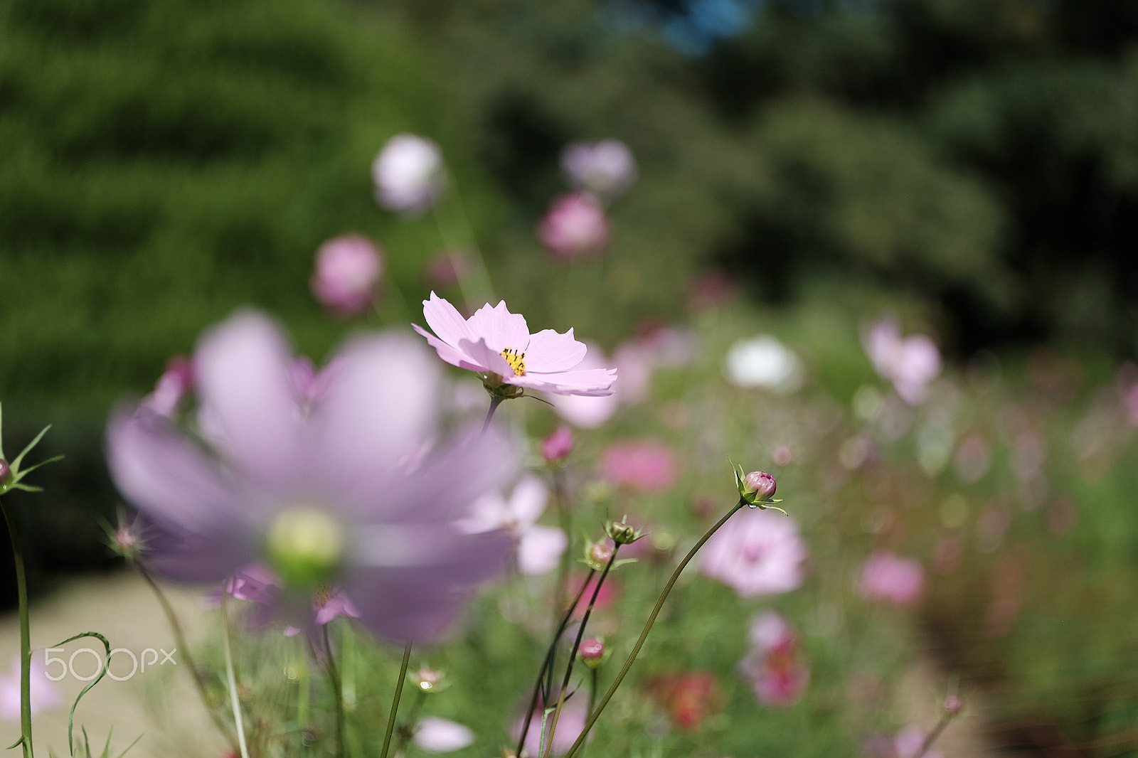 ZEISS Touit 50mm F2.8 sample photo. Autumn flowers photography