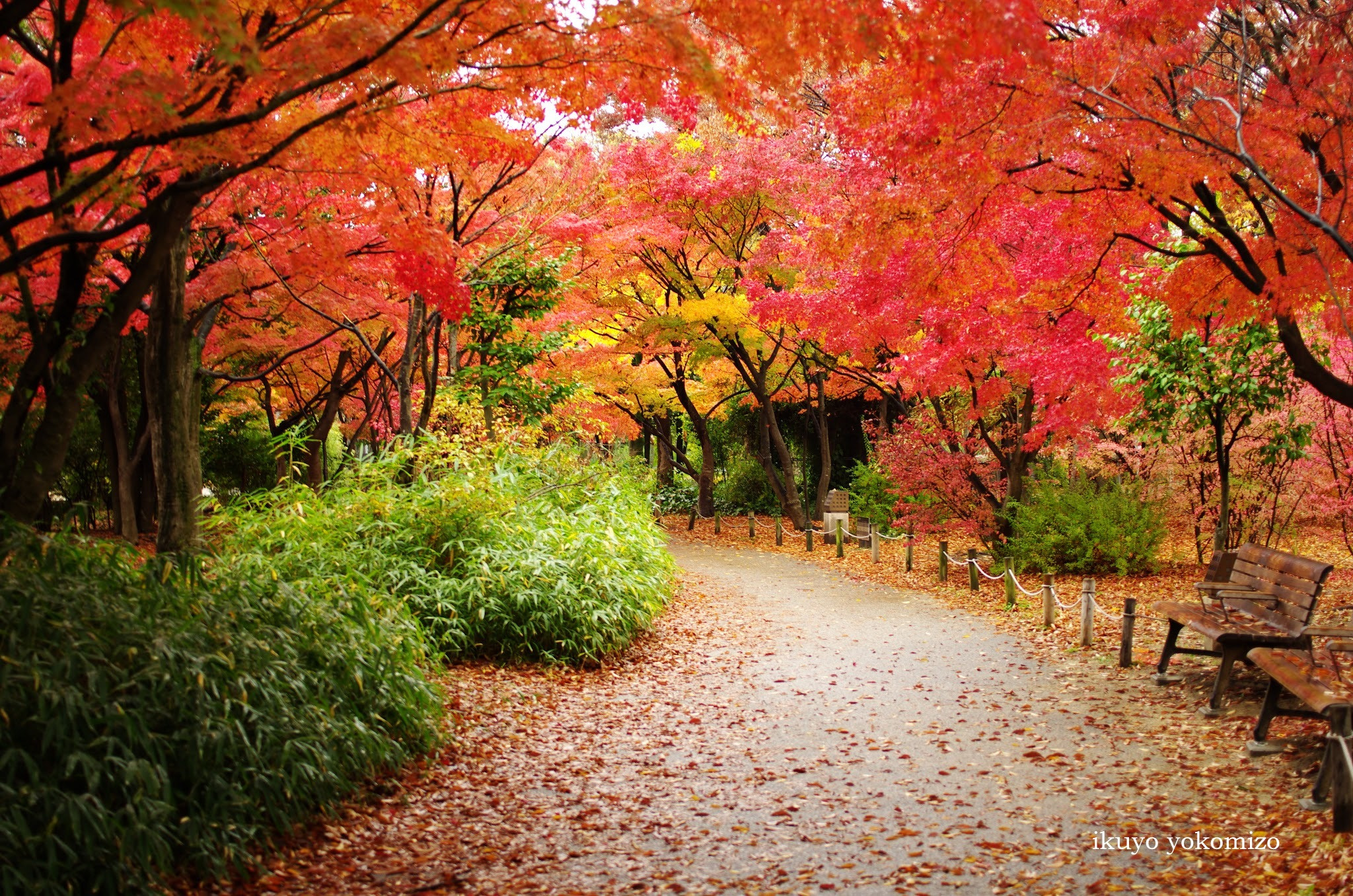 Pentax K-5 sample photo. 梅小路の紅葉 photography