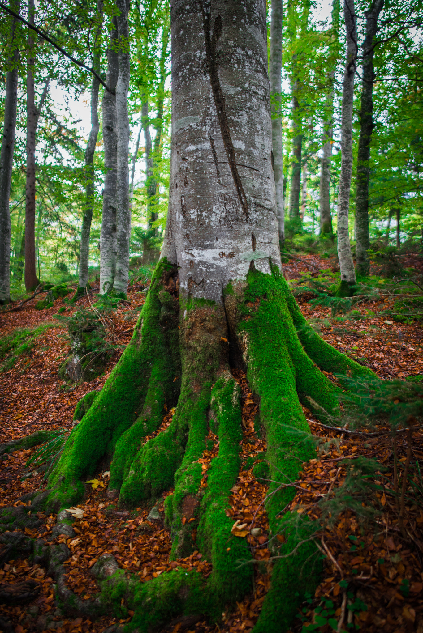 Samyang 12mm F2.8 ED AS NCS Fisheye sample photo. 'tis the season photography