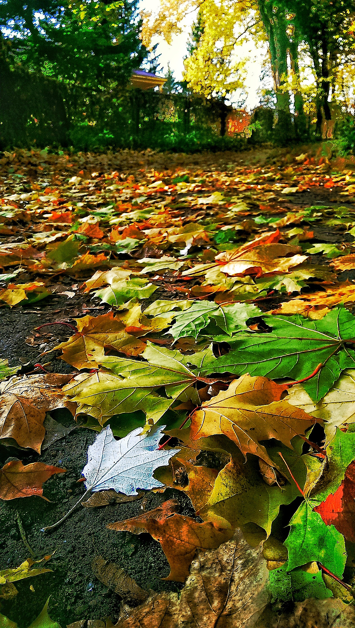 HTC ONE 801E sample photo. Autumn photography
