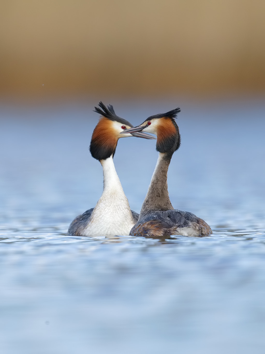 Canon EOS-1D X + Canon EF 600mm F4L IS II USM sample photo. Great crested grebe..  photography