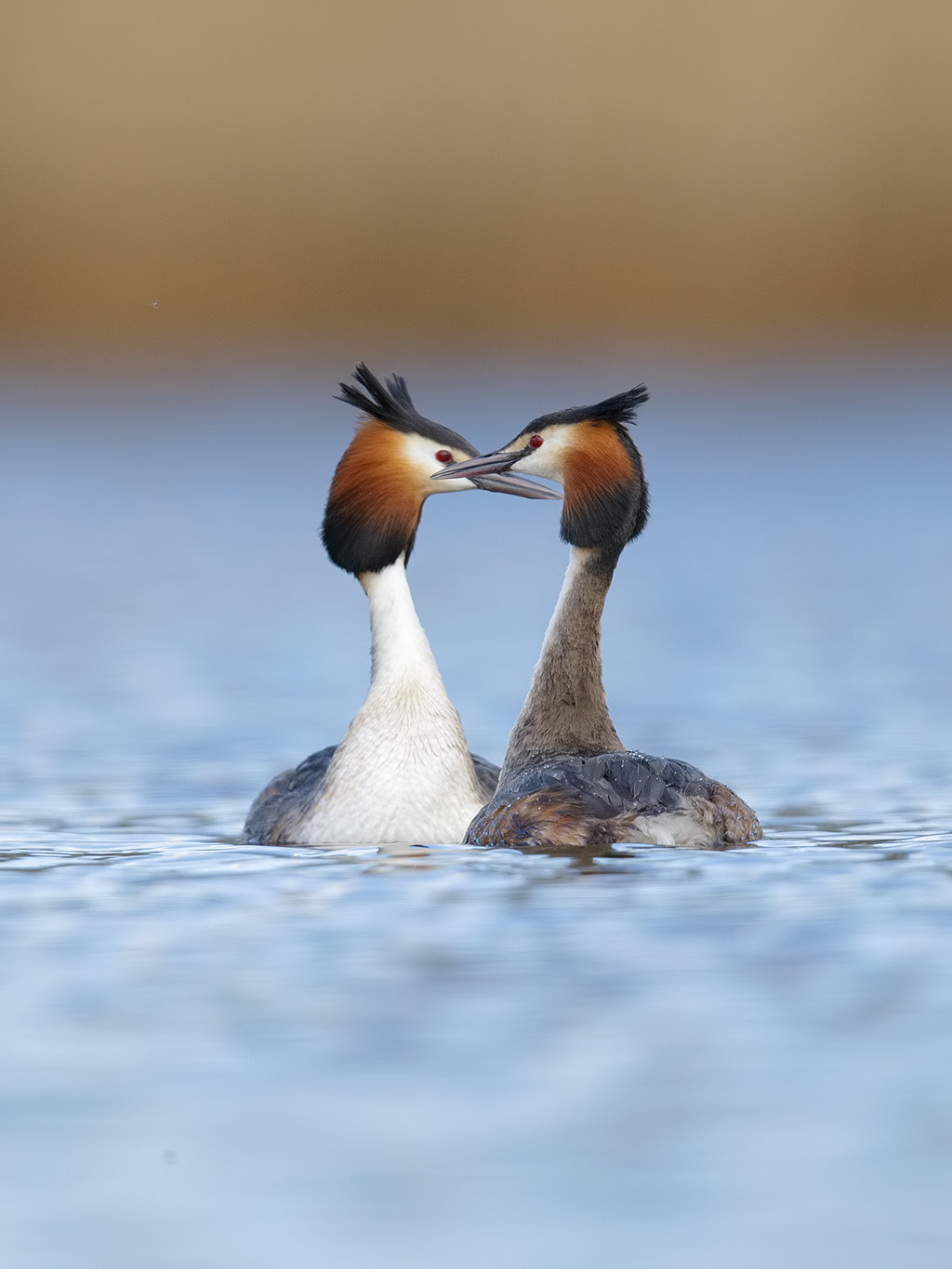 Canon EF 600mm F4L IS II USM sample photo. Great crested grebe..  photography