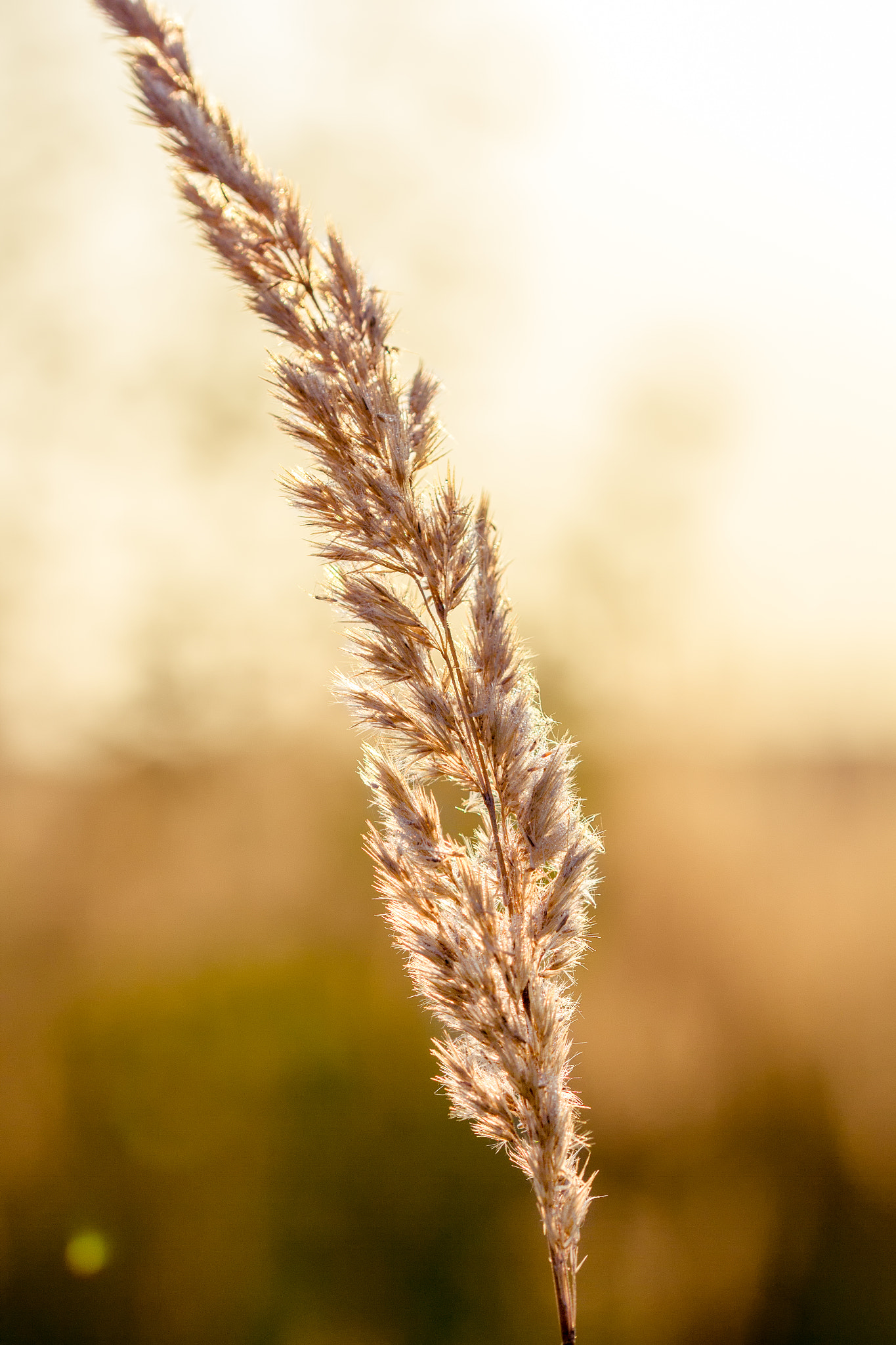 Sigma 105mm F2.8 EX DG OS HSM sample photo. Sunset photography