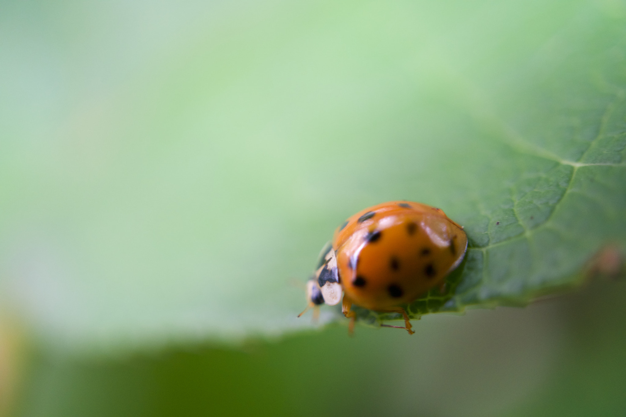 Sony a6300 + Sony E 30mm F3.5 sample photo. Ladybug life photography