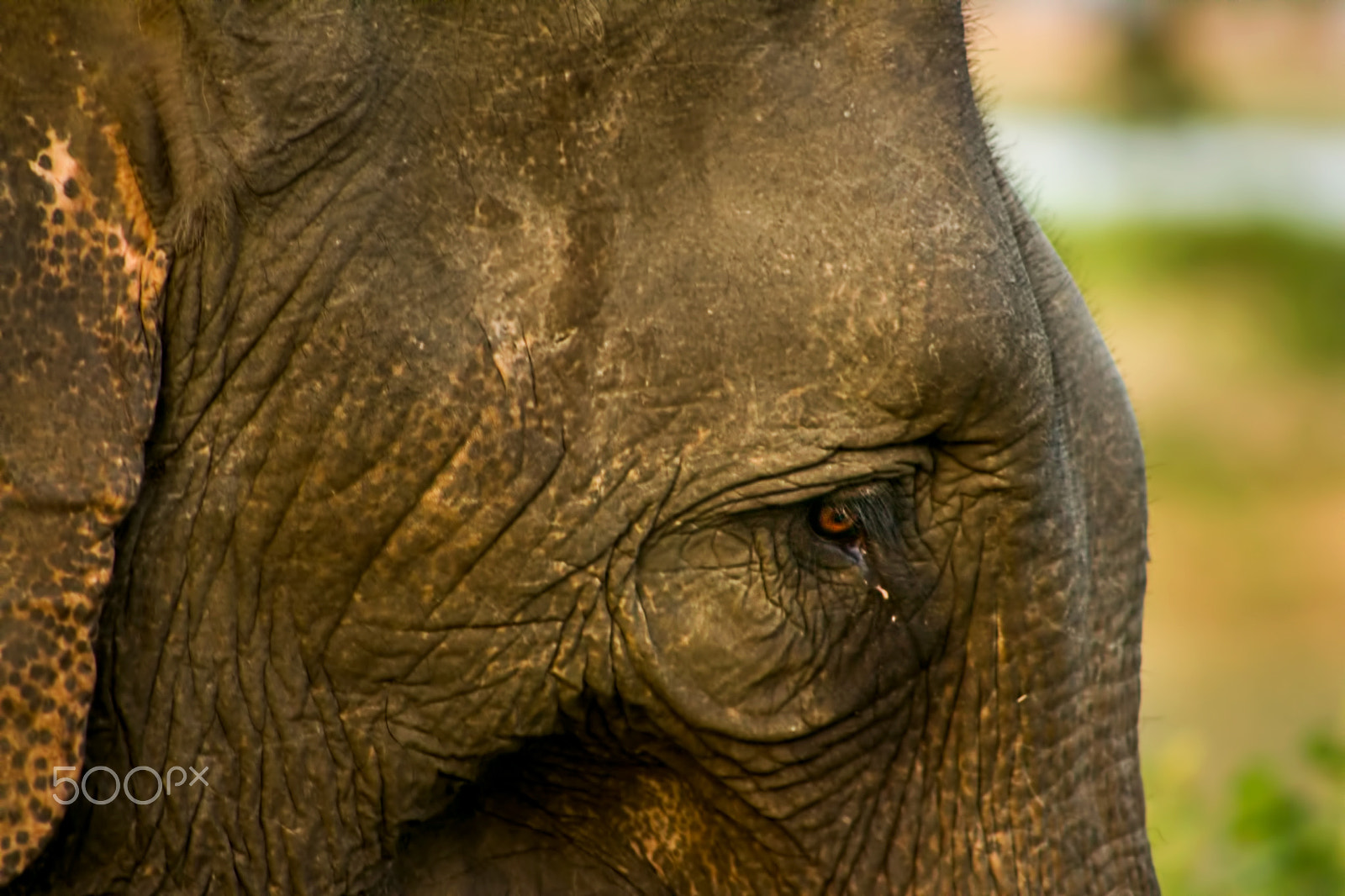 Canon EF 75-300mm f/4-5.6 USM sample photo. Sri lankan elephant photography