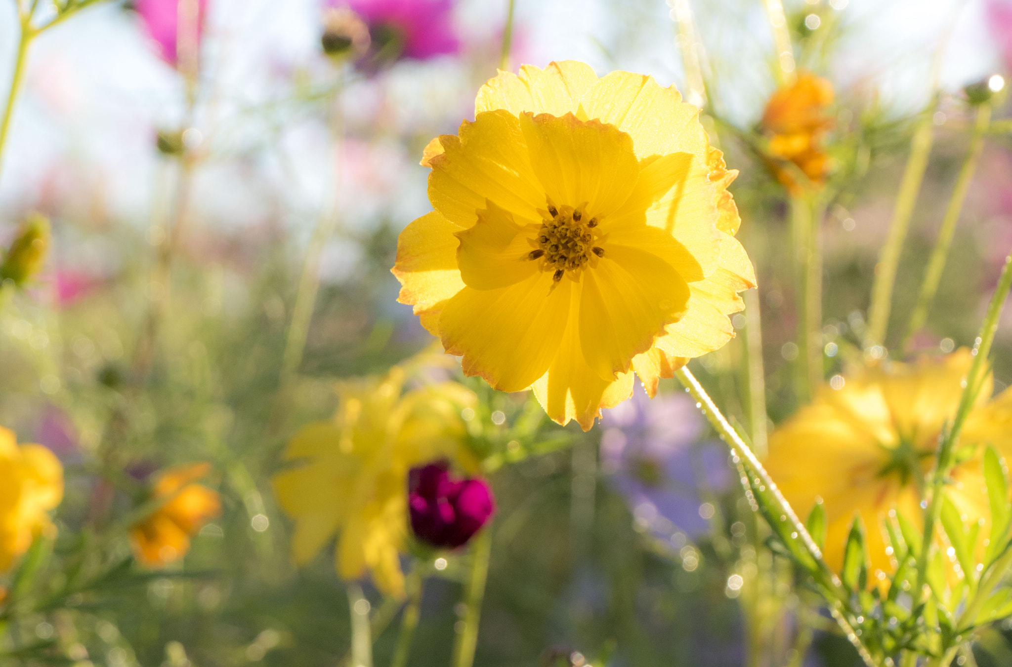 Panasonic Lumix DMC-GM5 sample photo. Cosmos photography