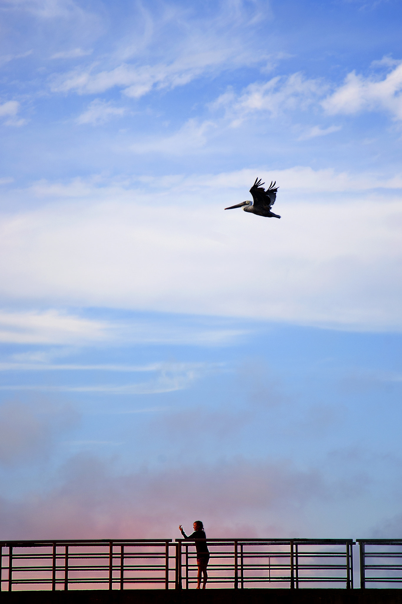 Canon EOS-1D Mark III sample photo. Pelican photography