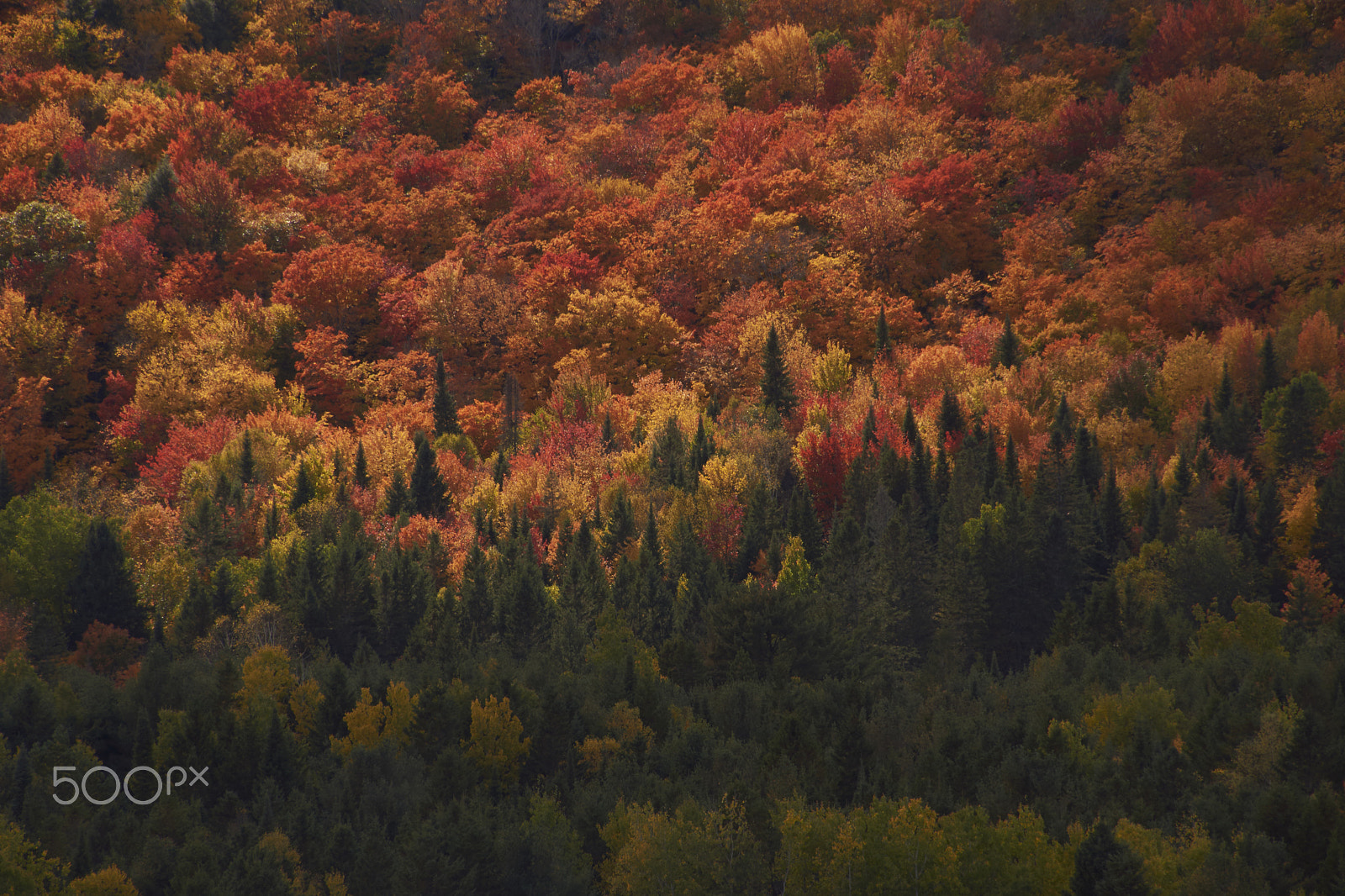 Sony SLT-A65 (SLT-A65V) sample photo. Trees in autumn photography