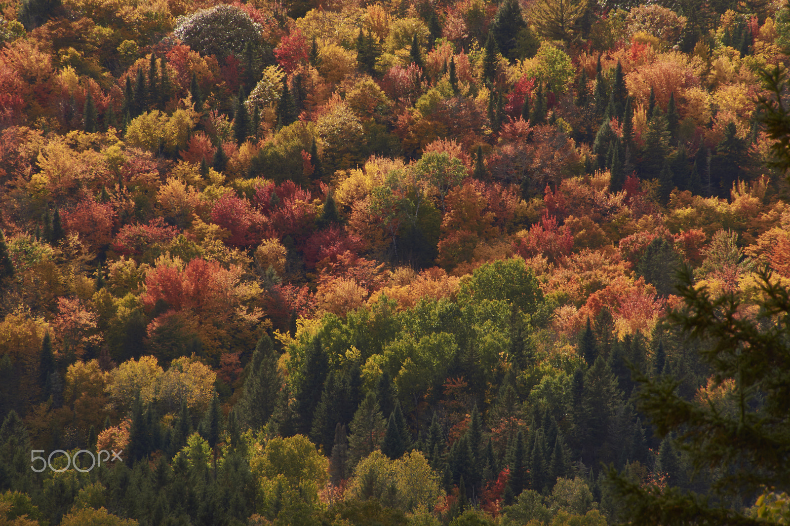 Sony SLT-A65 (SLT-A65V) + DT 18-270mm F3.5-6.3 SSM sample photo. Great colours in canada photography