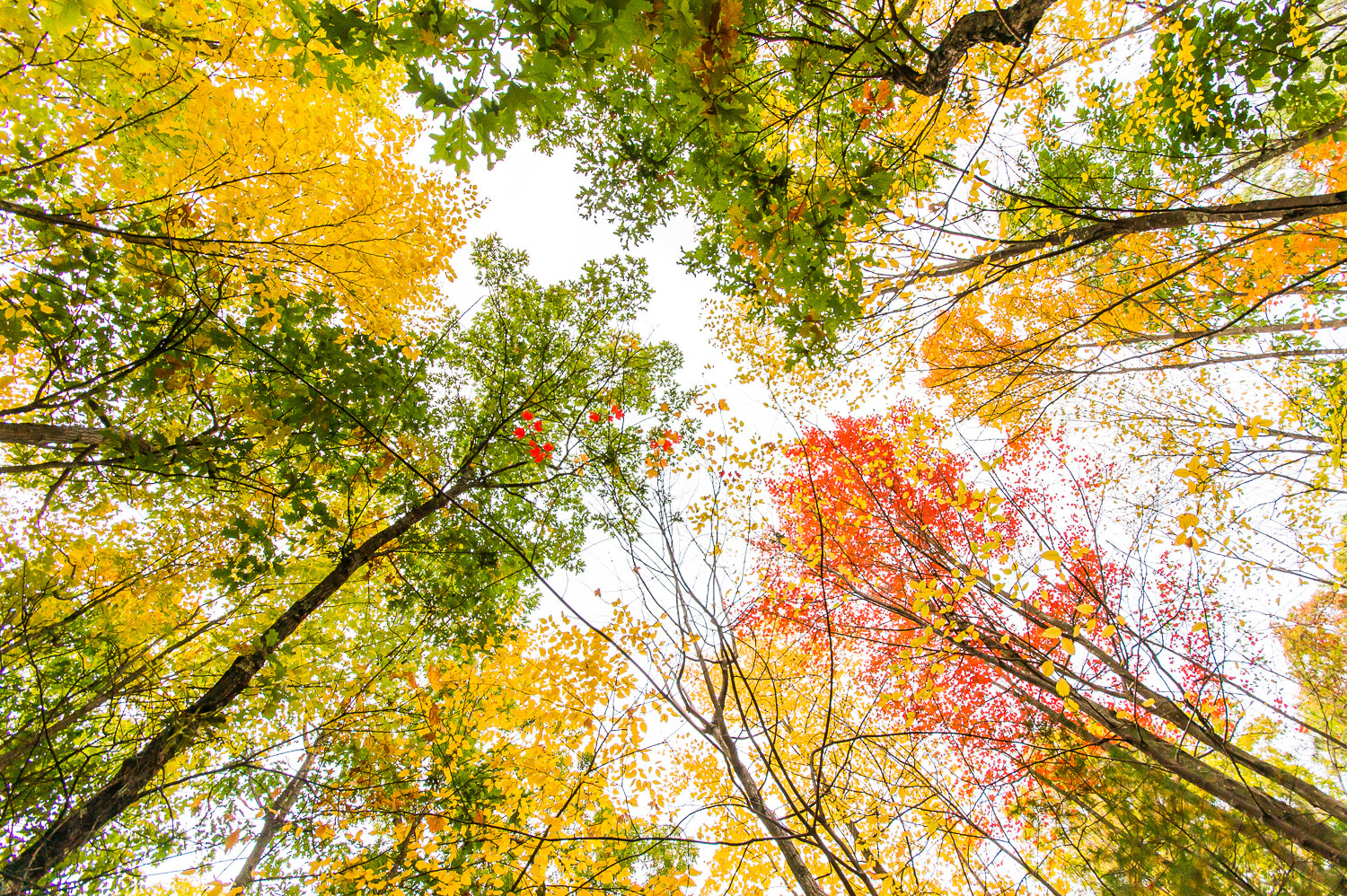 Sony Alpha DSLR-A560 + Sigma AF 10-20mm F4-5.6 EX DC sample photo. Red-yellow-green photography