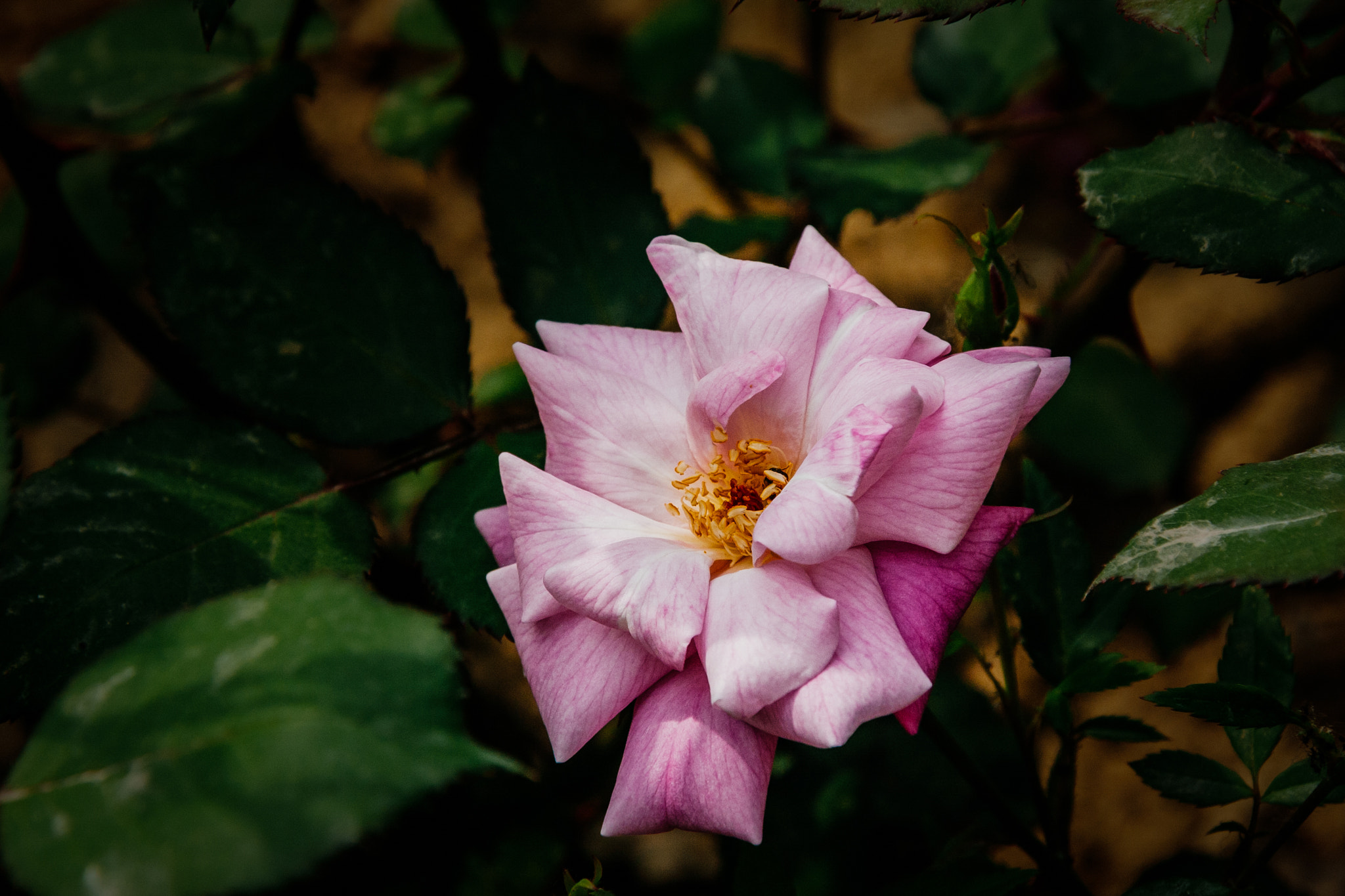 Canon EF-S 18-200mm F3.5-5.6 IS sample photo. Chinese rose photography