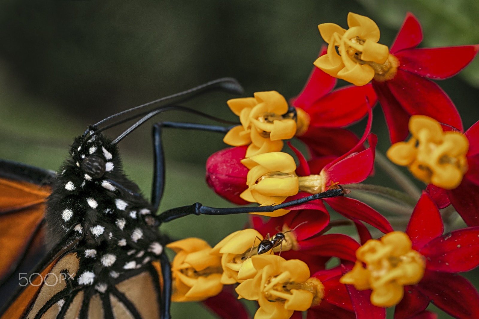 Canon EOS 70D + Canon EF 50mm F2.5 Macro sample photo. "late for mexico" photography
