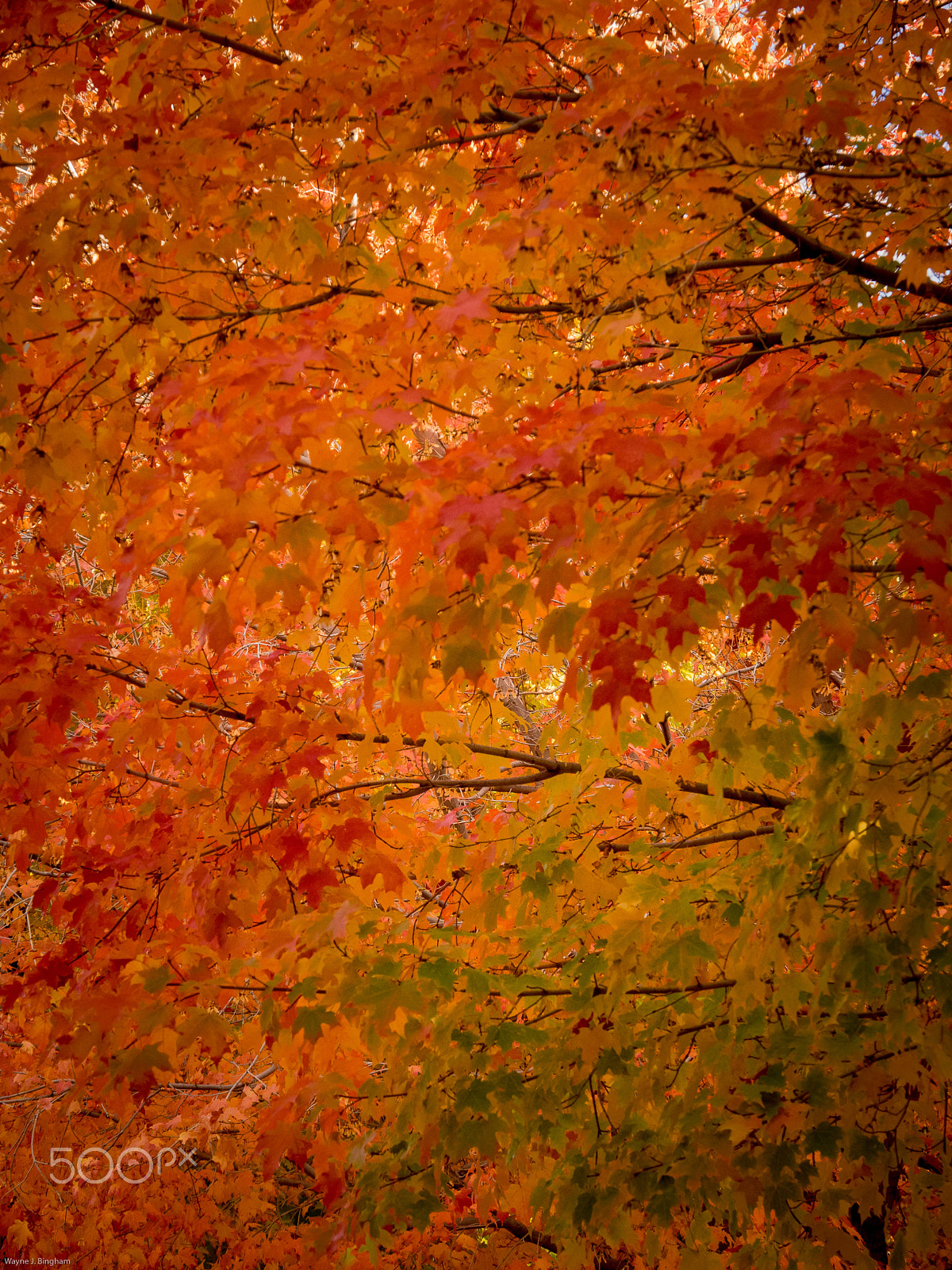 Olympus OM-D E-M1 sample photo. Autumn! photography