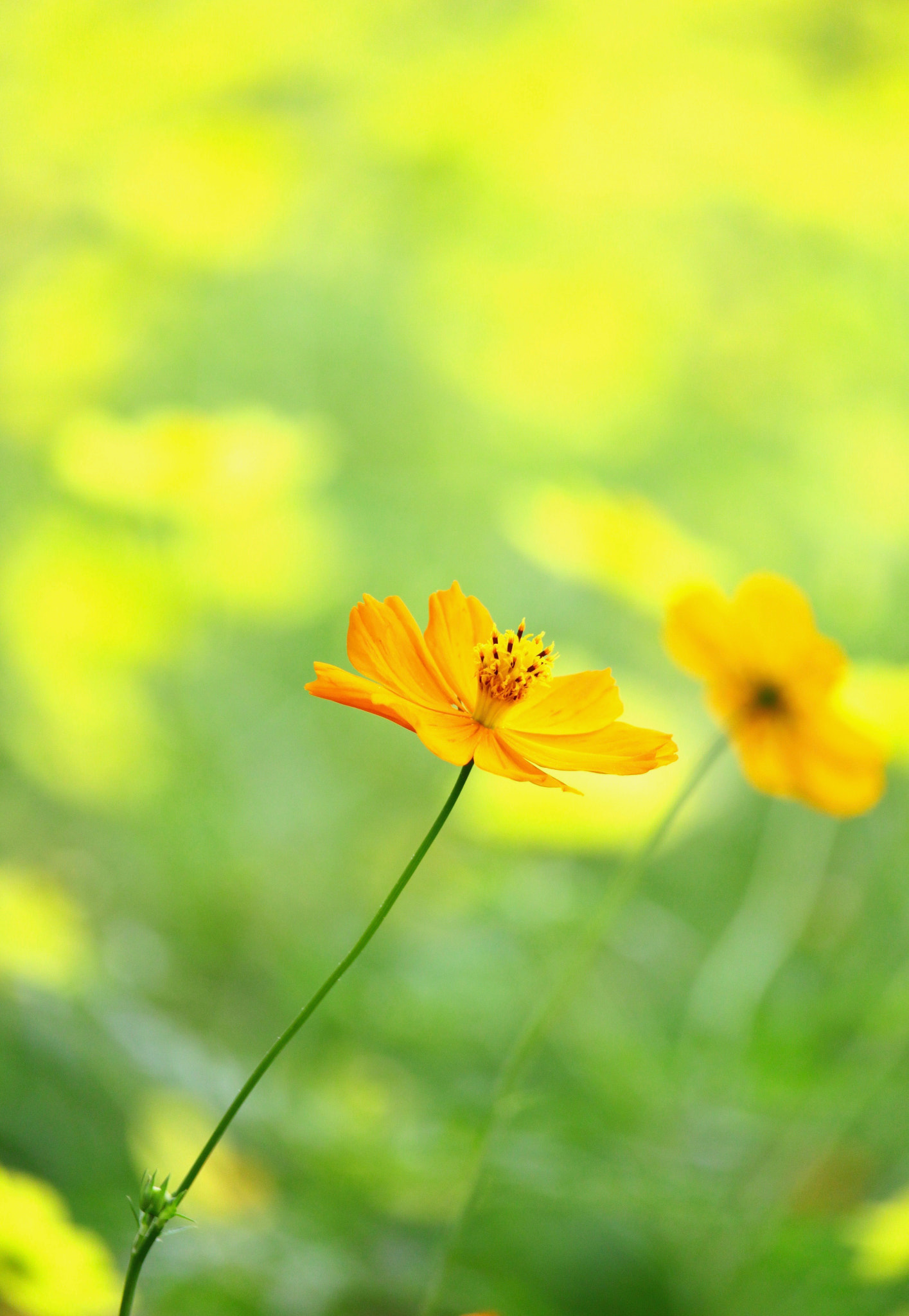 Canon EOS 700D (EOS Rebel T5i / EOS Kiss X7i) sample photo. Tangerine-colored cosmos photography