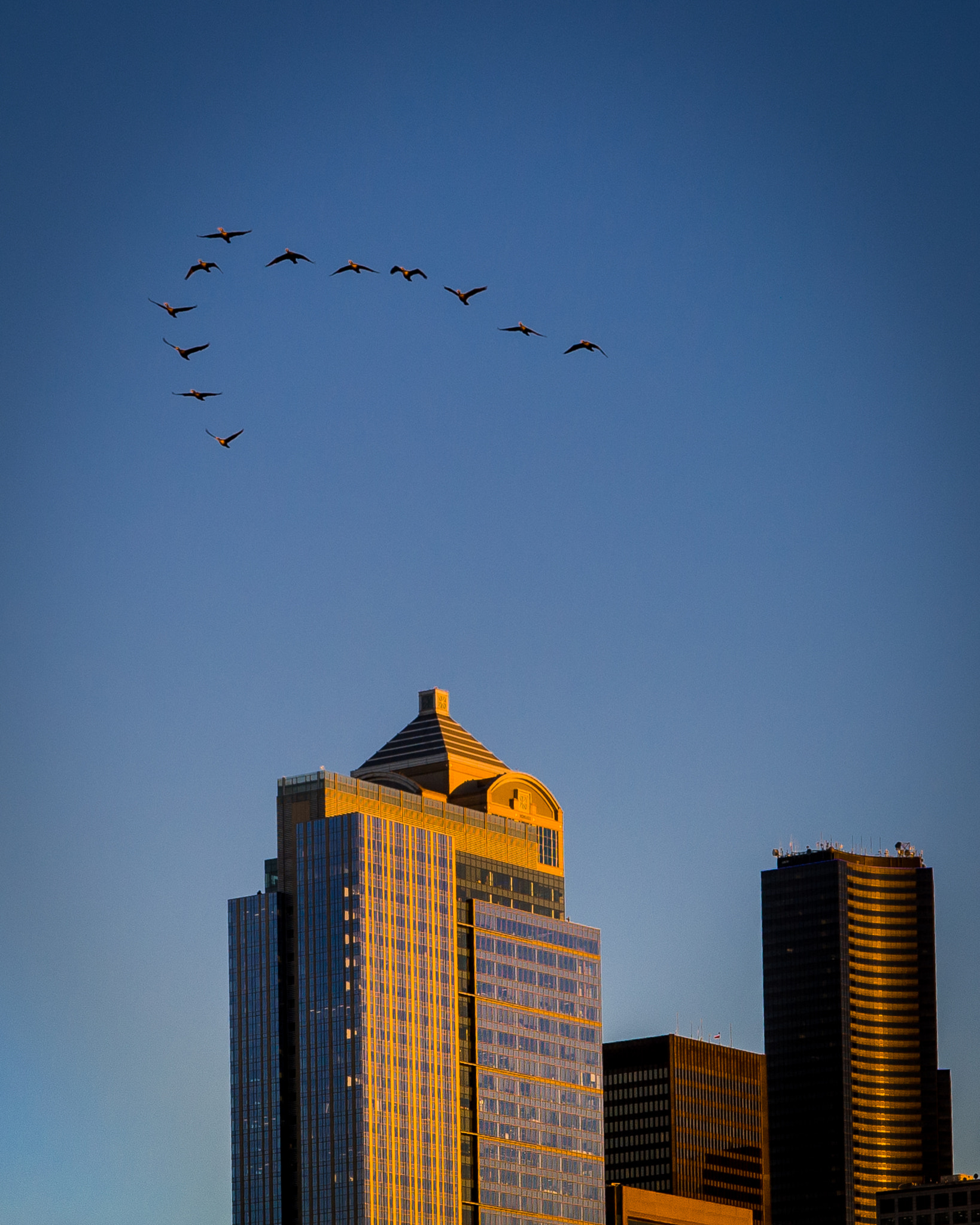 Nikon AF-S Nikkor 24-70mm F2.8E ED VR sample photo. Geese in v formation photography