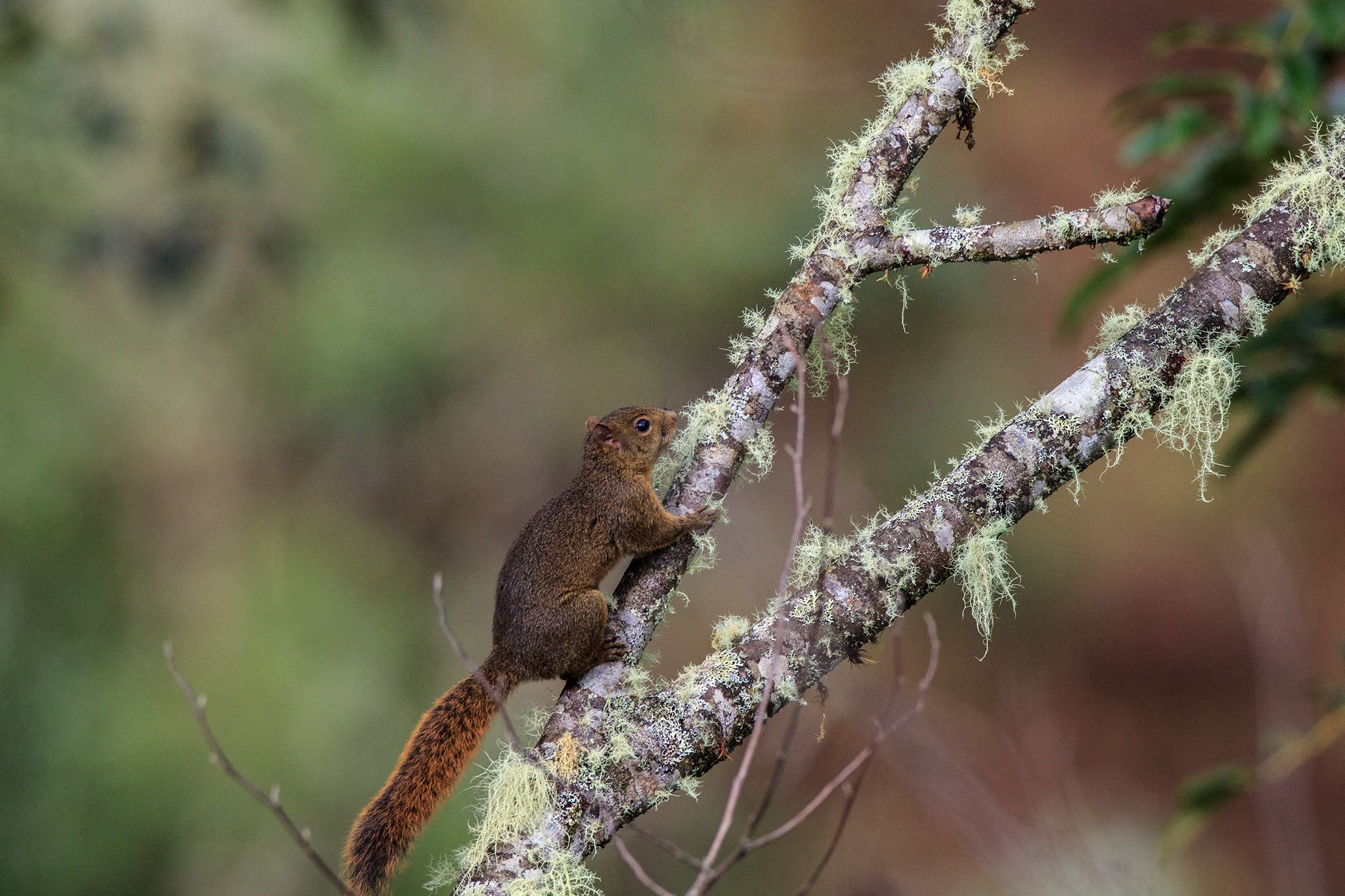Canon EF 600mm f/4L IS sample photo. Sciurus granatensis photography
