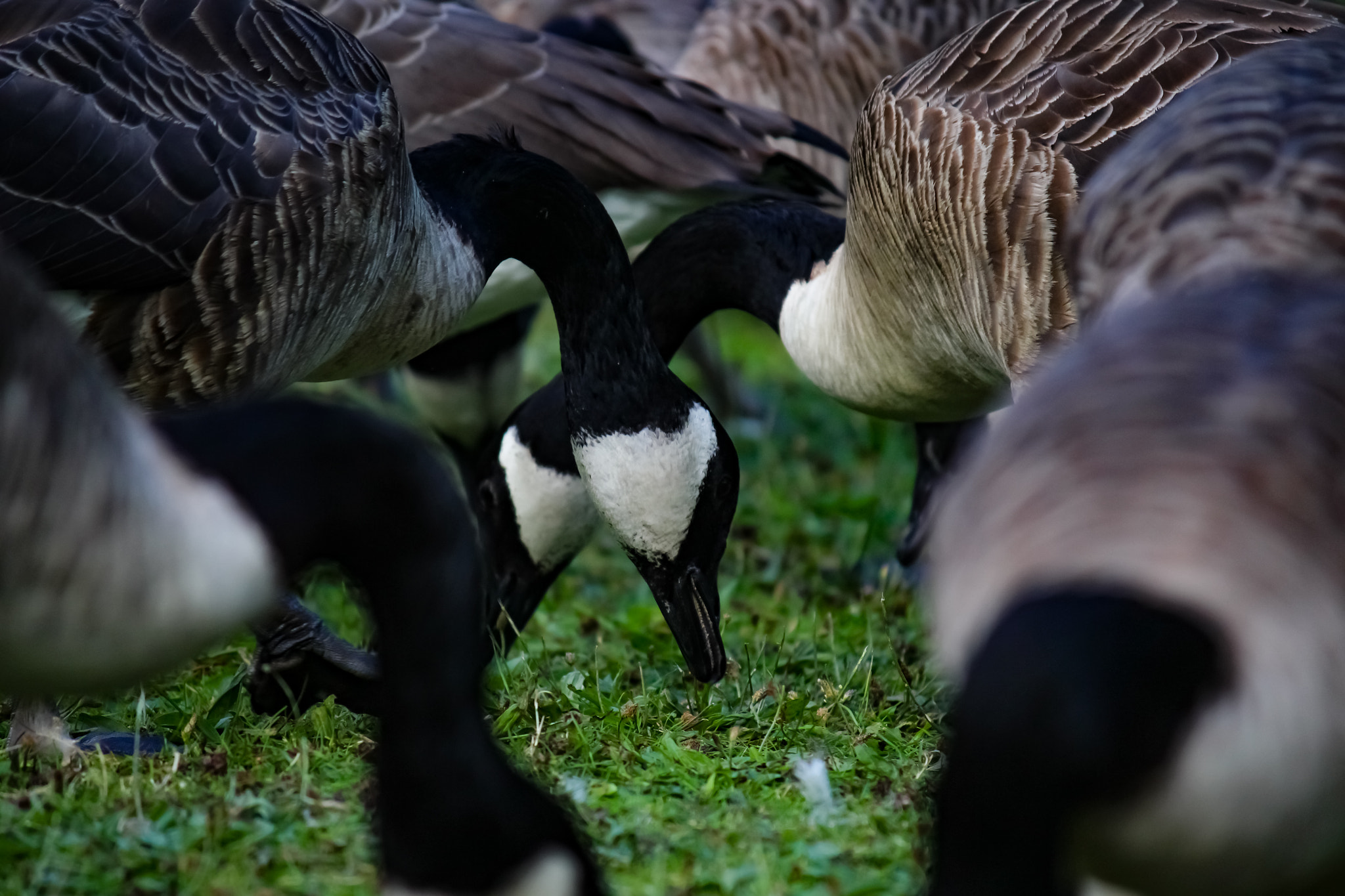 Canon EF-S 55-250mm F4-5.6 IS sample photo. Geese feast photography