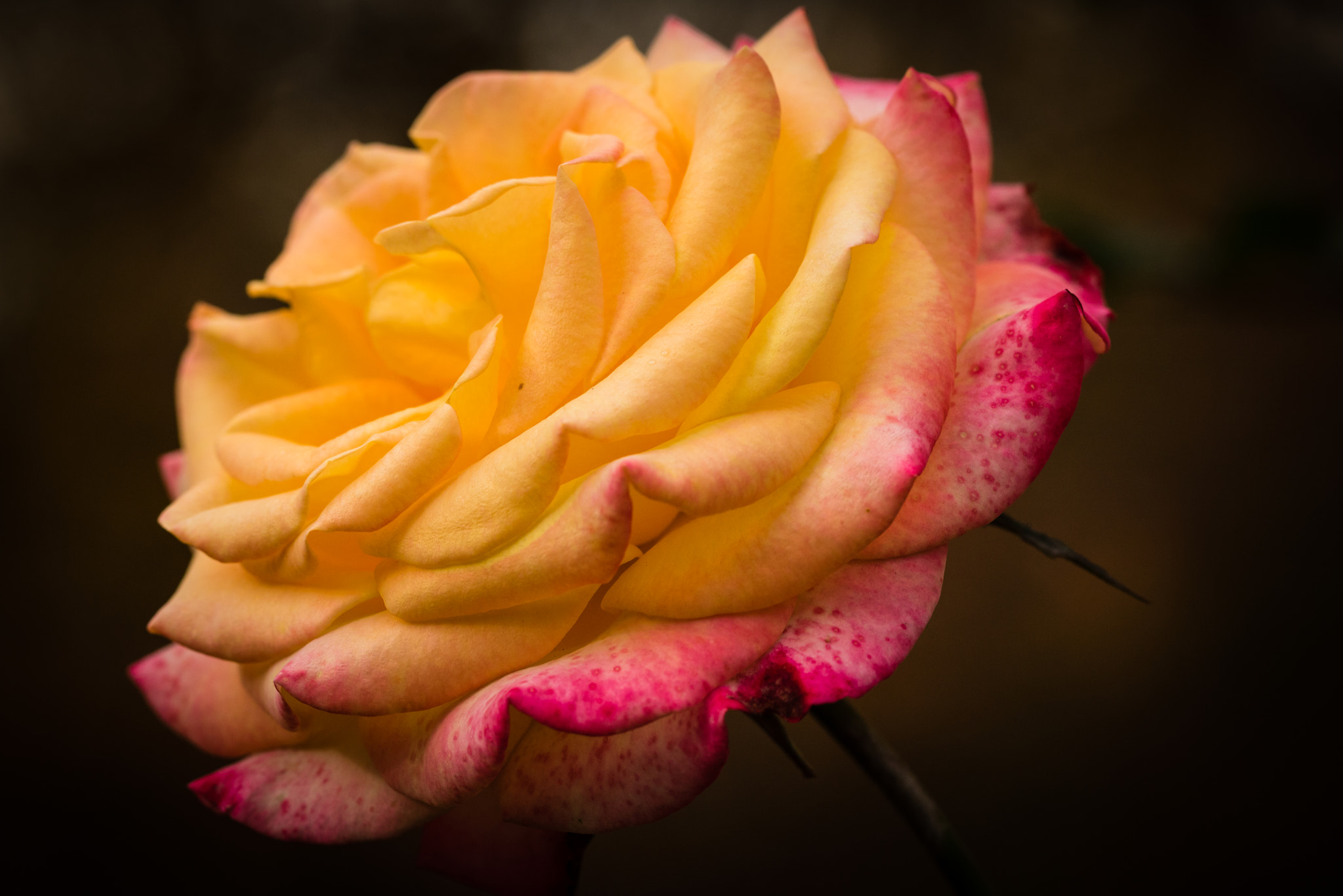 Canon EOS 760D (EOS Rebel T6s / EOS 8000D) sample photo. Rose at summer's end photography