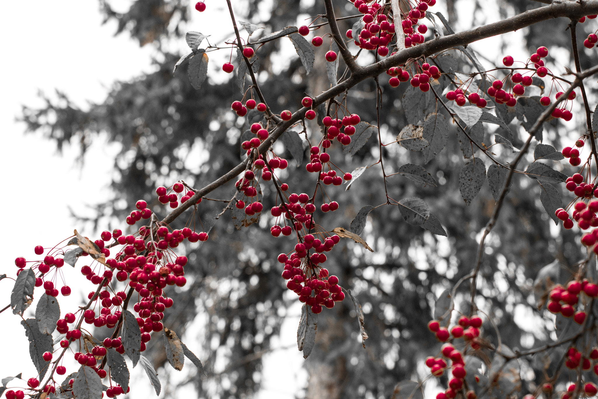 Canon EOS 760D (EOS Rebel T6s / EOS 8000D) sample photo. Red berries in autumn photography