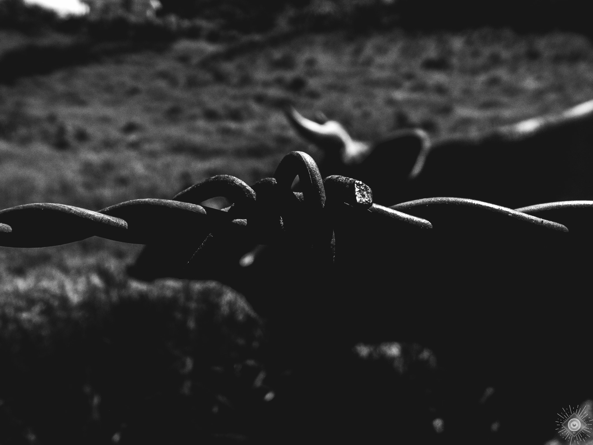 Ricoh GR DIGITAL 2 sample photo. Horns? photography